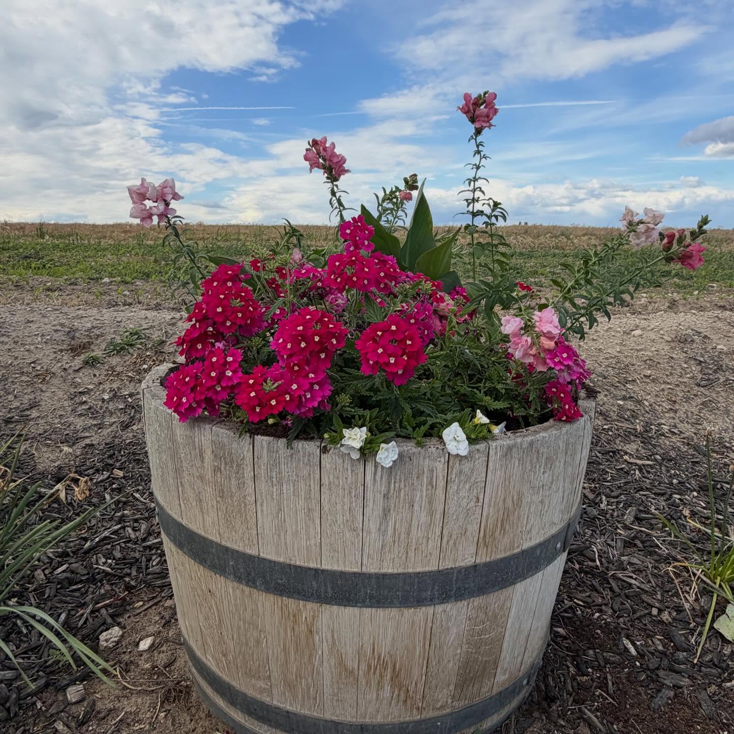 A little parking lot color to greet you this week! 🌸 Our wine barrels are planted and got the @espomaorganic treatment with Land & Sea Compost to help build strong roots and happy plants! 🌱
