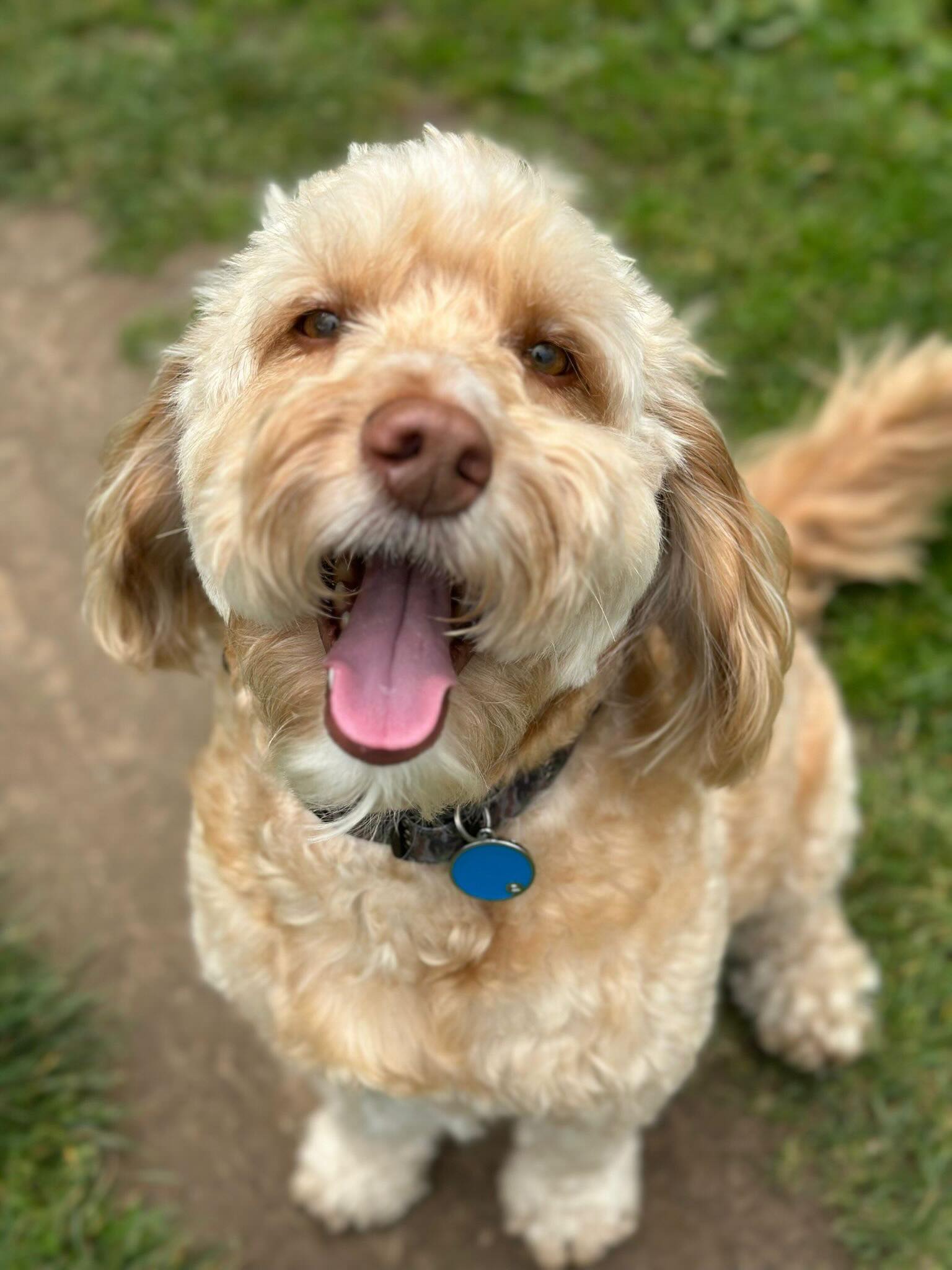 The week in pictures
New faces this week added to the pack
Hope you all have a great bank holiday weekend in the ☀️
#dogwalker #dogwalkingservices #dogs #chalfontstpeter #gerrardscross