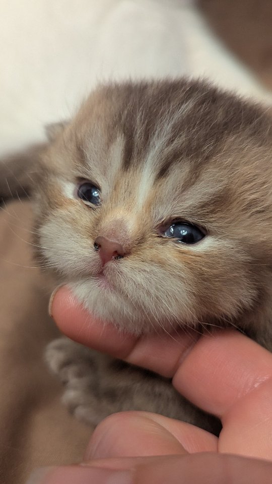 I am watching the development of this little guy. He looks like a tiny bear. Cinnamon golden tabby with blue eyes.
#britishkitten #britishshorthair #chonky #bearcat #oy25