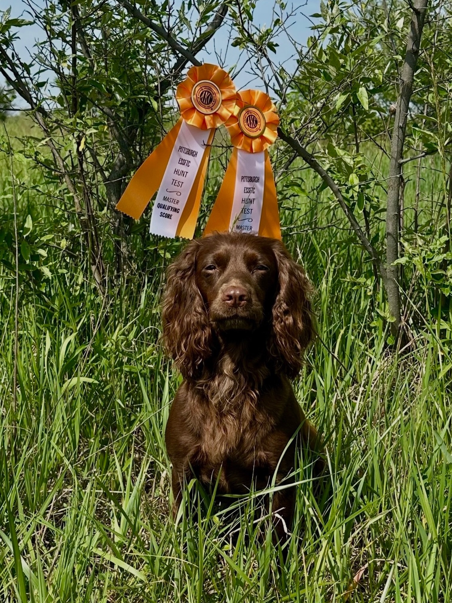 Another great day for Shine at the Pittsburgh ESSFTC Hunt test picking up her second Master Hunter pass with Brook at the wheel 💜
you have done an incredible job with our girl
FtCH Quad x Dalphaven Fall #legacyk #huntest #workingcocker #masterhunter @brooke_lanning