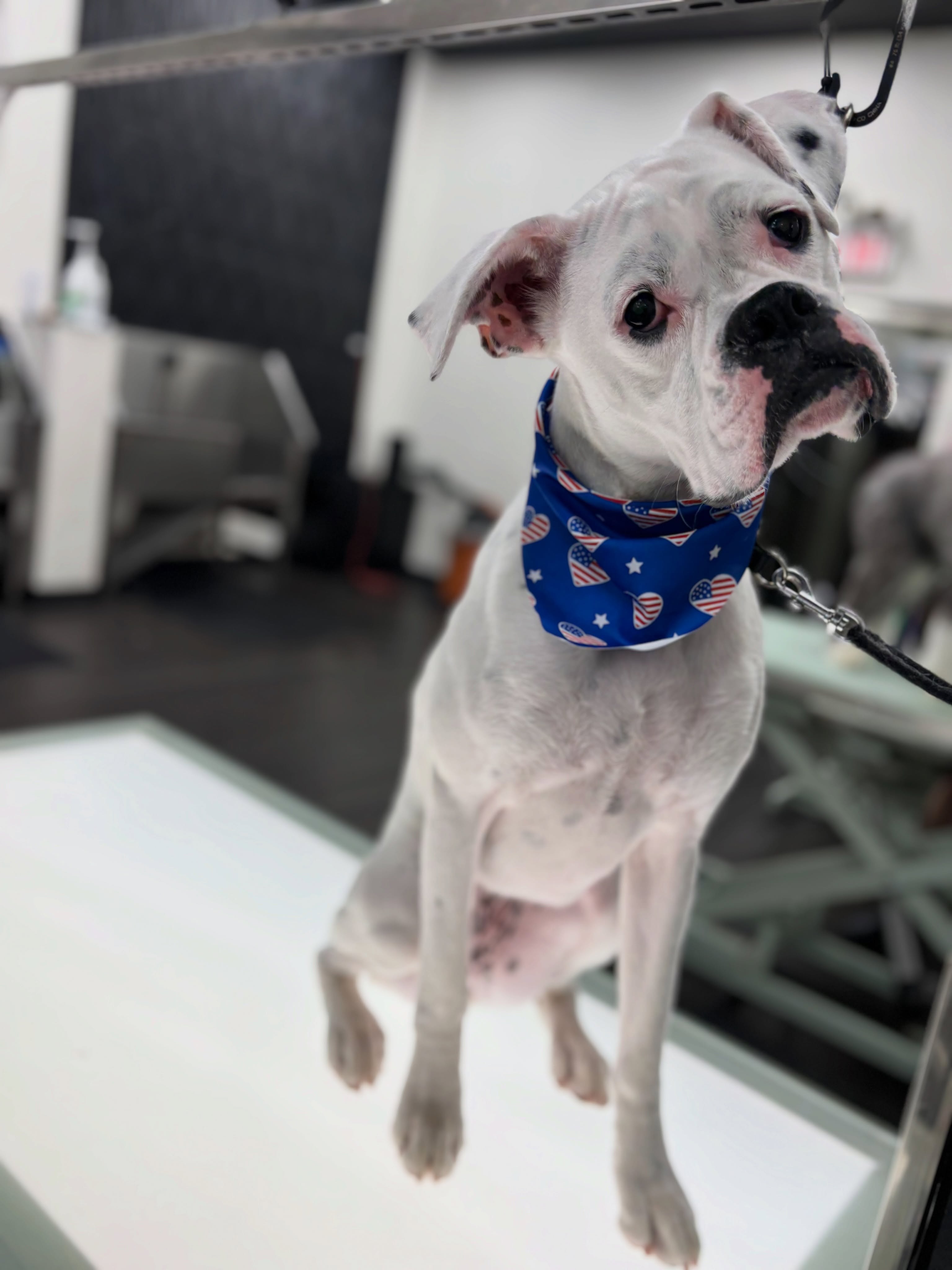 We started our morning off with something sweet and so did Sugar Pie. She upgraded to our Banana Cabana Facial fluff by @shniff_petcare stock is limited so get yours next for $5! 🍌 ✨🐾☺️