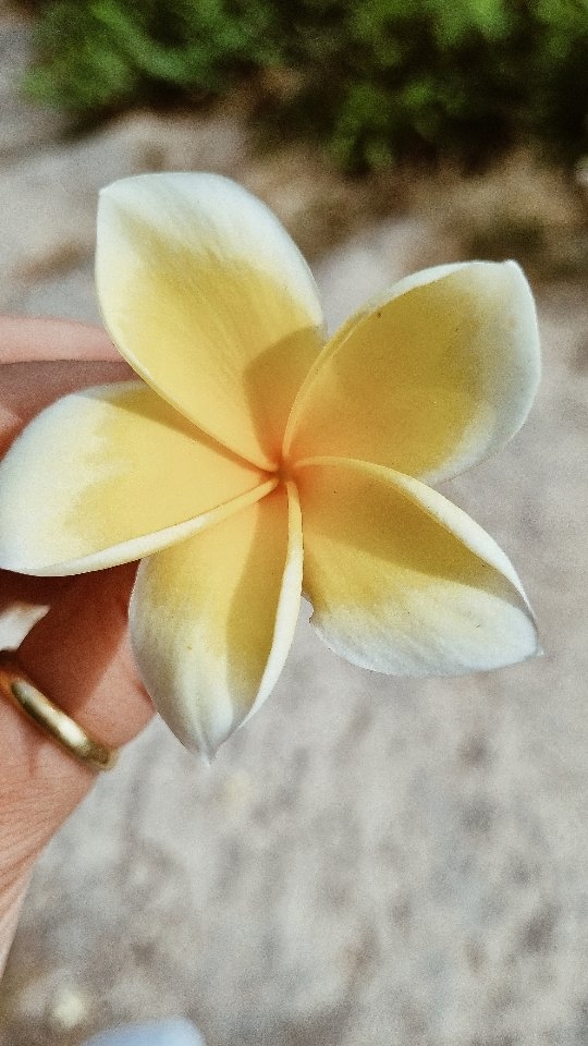 ✨️ Y así como todo cambia, que yo cambie no es extraño.
(🎵 Mercedes Sosa)
Son tantas versiones de nosotros las que existen.
Las infinitas partes de nosotros que van cambiando.
Y aquí voy yo, cambiando una vez más.
Que dañino puede ser apegarse a la idea de un yo fijo o permanente. Sostener una identidad que define con rigidez lo que pensamos que somos.
"Soy un alma andante en medio del camino,
No soy una verdad, ni un algo fijo.
Soy un cambio.
Un suspiro.
Un sin saber.
Un remolino"
🫂✨️