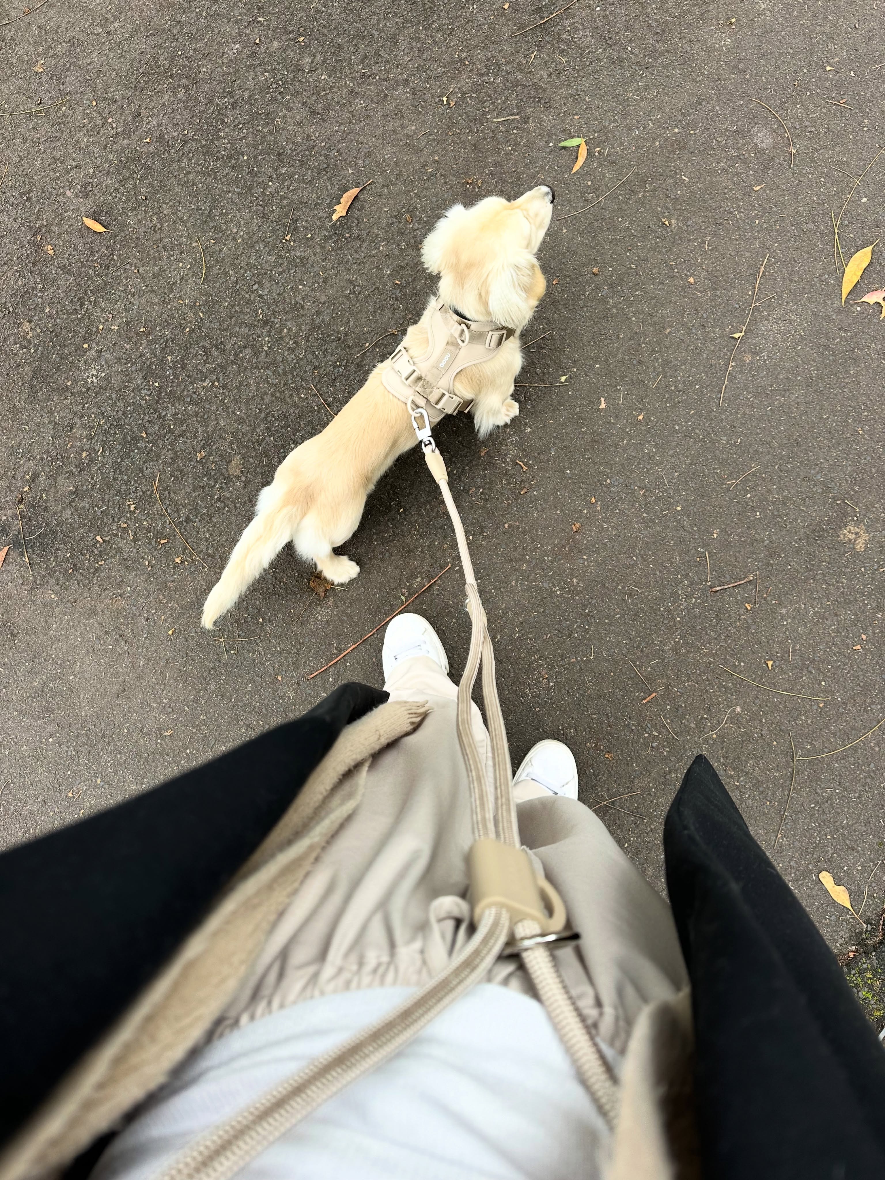 Neutral tones, coffee walks, and matching moments ☁️🤍
Style for you, comfort for them.
The everyday uniform we keep reaching for ✨
Our new harness design just dropped — specially made for doxies 🤍
DM us for more details ✨