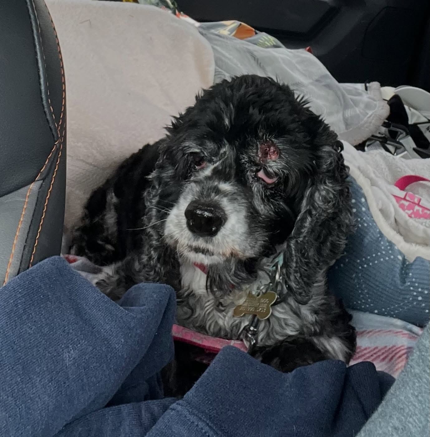 Sending love and positivity to our sweet 15-year-old foster Cindy as she undergoes a significant mass removal and dental procedure today! With a grade 5/6 heart murmur and deafness, she’s showing remarkable courage. Let’s rally around her and Happy Tails Rescue Retirement Home in supporting this friend’s medical needs. Every contribution counts and brings her closer to a brighter tomorrow. Follow Happy Tails Rescue Retirement Home for updates on Cindy’s journey and consider lending a helping hand. If donating isn’t possible, kindly share and send your warm thoughts her way. ❤️🩹 All donations are tax deductible and greatly appreciated. She is at the vet now and has a heart complication which will make surgery a little more risky, please send prayers 🙏 #prayers #goodvibes #heartdisease #grateful #seniordogsanctuary