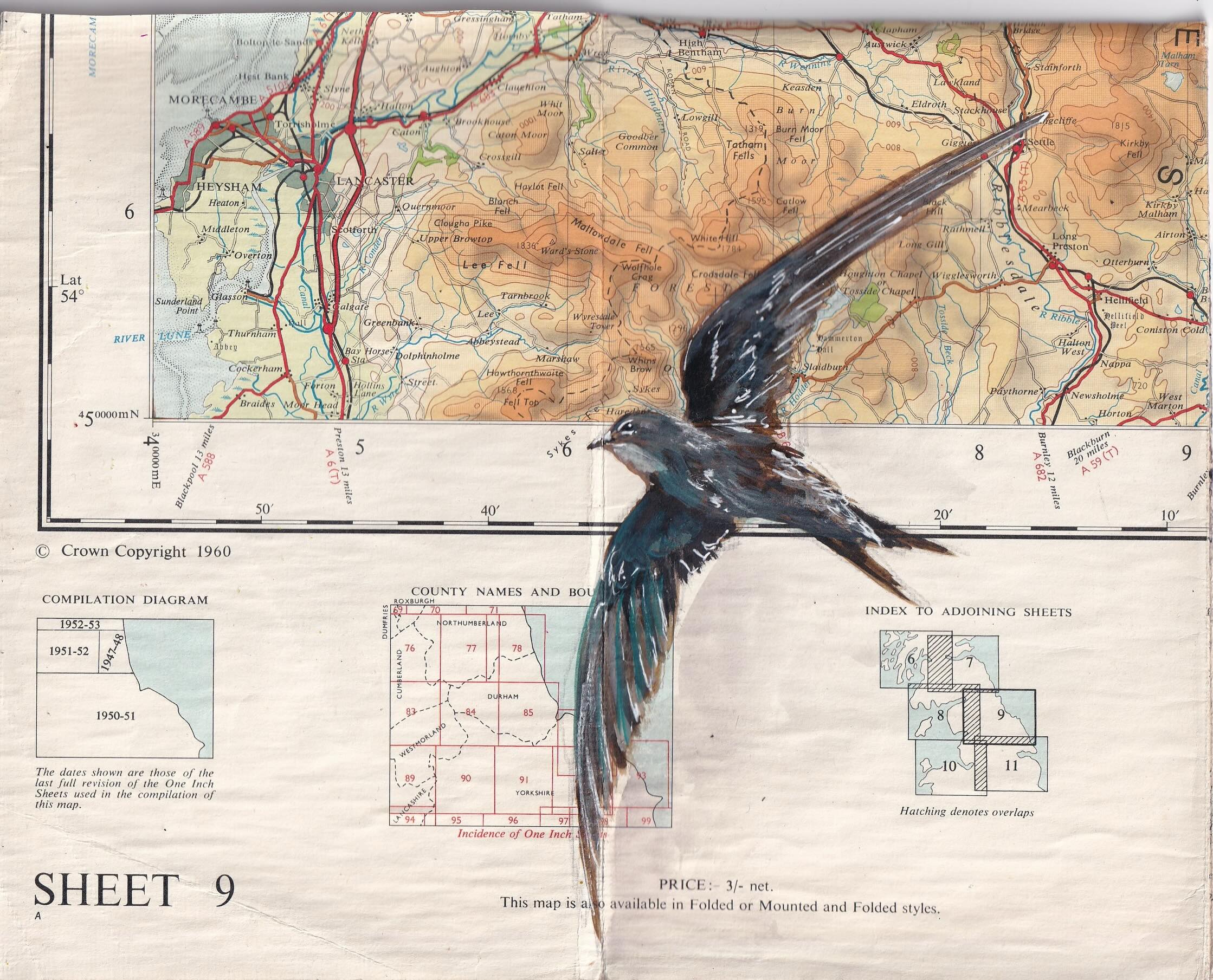 Journey
The ultimate sound (and sight) of the UK summer - swifts migrate over 6000 miles twice a year to breed in Europe 🐣
These aerial acrobats do everything on the wing (including mating), and only come to land when having their chicks inside roof eaves or on cliff faces.
This means they have very short legs, as they don’t need them!
Swifts are a red-listed bird species in the UK: for every 10 swifts in our skies in 1995, there were only 3 in 2022.
Journey depicts the swifts flying across part of an old British map, filling the skies in a way I can only dream about now 🥺
If you want to help swifts, make sure they have somewhere to nest in your home ! Swifts bricks are a great way to achieve this, especially in new builds.
Arty bits - @dalerrowney1783 acrylic FW inks & watercolours
Painted on an old @ordnancesurvey map of @yorkshiredales & Harrogate
Music is the latest from @bonnerblack - which felt very fitting!
.
.
.
#swift #mapart #art #artist #bird @dswfwildlifeart @dswfwildlife @btobirds @rspb @rspbengland @thewildlifetrusts @yorkshirewildlifetrust_ @ukyouth4nature @birdlife.international @swiftsoversherborne