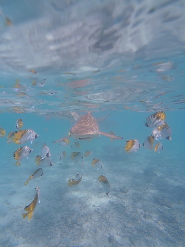 Entre plongée avec les requins et les raies, et four tahitien, Maupiti est une belle découverte, le bora bora d’il y a encore quelques décennies, plus sauvage et authentique.
Le fonctionnement du four Tahitien de Maupiti est super intéressant à découvrir : les aliments cuisent plusieurs heures sous terre grâce à des pierres chauffées au feu, puis recouverts de feuilles de bananier 🔥
Une vraie tradition polynésienne, aussi bonne que conviviale 🤍
#maupiti #polynesie #fourtahitien