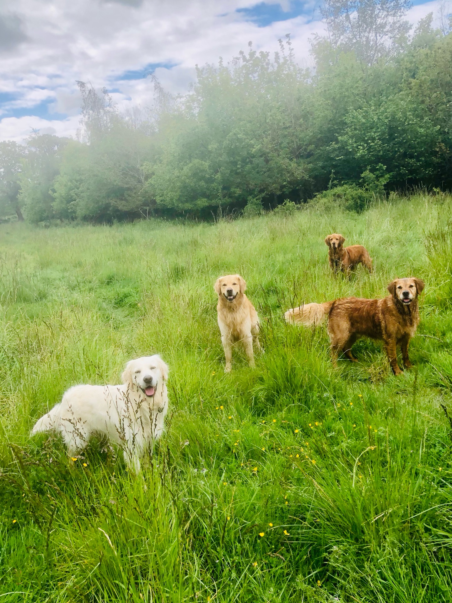 Retriever day! ❤️🐾😁
If your dog would like to have a walk with us then contact us at www.ardendogwalking.co.uk and check out our half-day experience.
#ullenhall #tanworthinarden #hockleyheath #henleyinarden #dog