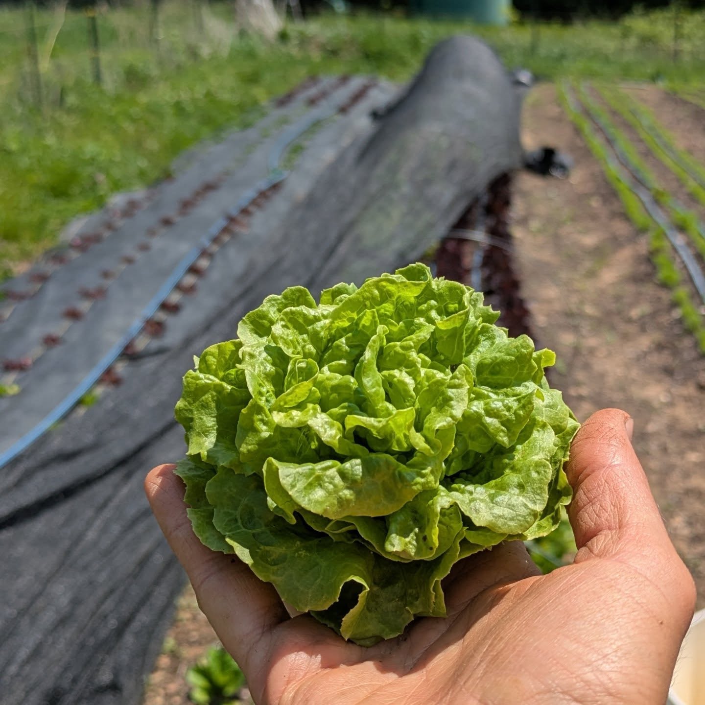 Great week to stop by for some greens šš±šš±šš±šš±š