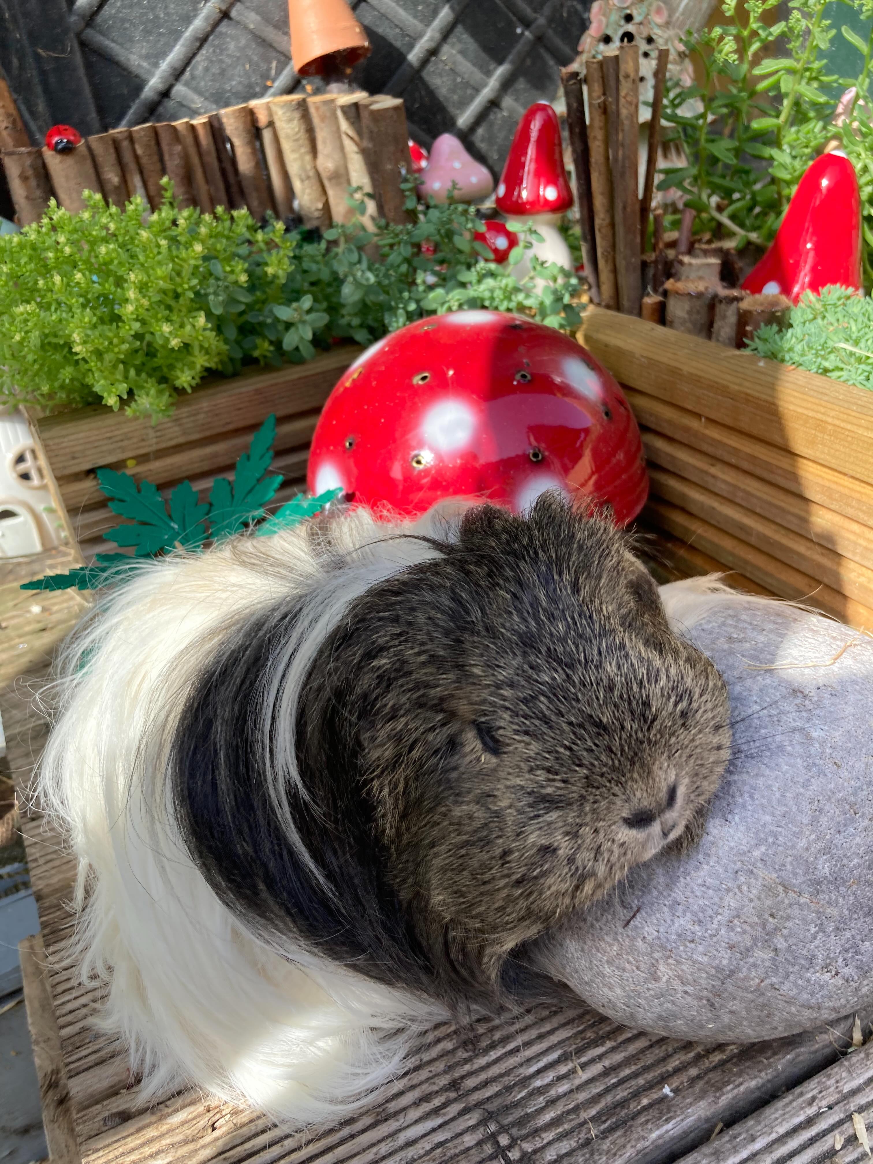 Lacey needs a haircut so that she’s more comfortable in the heat. 2 photos of her in the fairy garden before and 1 after 🌸🌼🩷 #fairygarden #guineapigs #haircut #longhairedpiggie