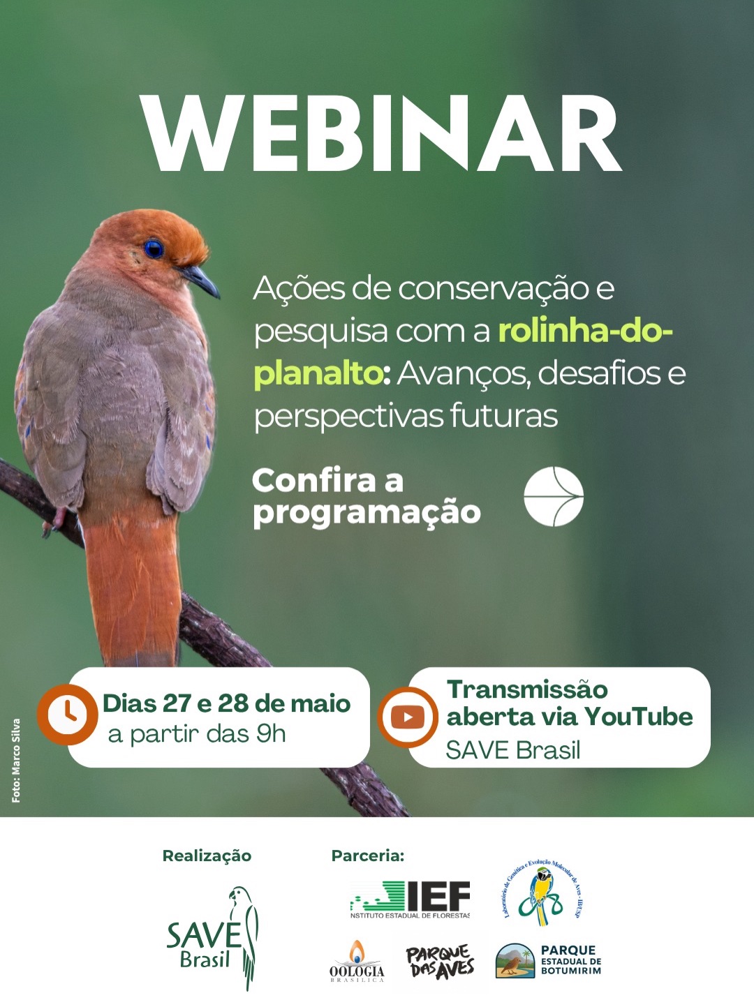 #RolinhaDoPlanalto | Nos dias 27 e 28 de maio, a SAVE Brasil realiza o webinar “Ações de conservação e pesquisa com a rolinha-do-planalto: avanços, desafios e perspectivas futuras”.
Serão dois dias de apresentações e diálogo sobre os caminhos da conservação de uma das aves mais ameaçadas do Brasil, reunindo pesquisadores, instituições parceiras e gestores.
Arraste para conferir a programação completa e os convidados do evento.
🗓️ 27 e 28 de maio
🕘 A partir das 9h
📺 A transmissão será aberta, via YouTube da SAVE Brasil.
⏳Mediação: Marina Fagundes
⚠️ Não é necessário realizar inscrição para participar do webinar. A transmissão será aberta ao público via YouTube. No entanto, para receber o lembrete e acompanhar futuros conteúdos, recomendamos inscrever-se no canal e ativar as notificações. ACESSE O CANAL DA SAVE PELO LINK DISPONÍVEL NA BIO!
Parceiros: Parque das Aves, Instituto Estadual de Florestas (IEF), Parque Estadual de Botumirim, Laboratório de Genética e Evolução Molecular de Aves - USP e Oologia Brasílica.
Mais informações em 👉 www.savebrasil.org.br
#SAVEBrasil #RolinhaDoPlanalto #Conservação #AvesBrasileiras