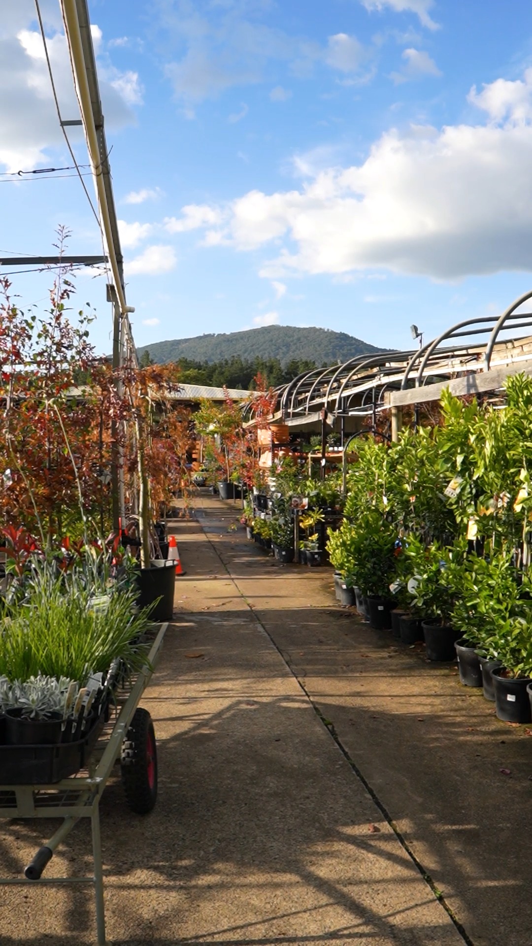This is what late autumn looks like at Macedon Nursery & Garden Supplies. The deciduous trees are turning, the days are shorter, and the garden is beginning to wind down for the season.
It's also one of the more useful times to be in the nursery. Cool-season vegetable seedlings are well stocked, autumn planting of trees and shrubs lets root systems establish before the ground hardens, and perennials like heuchera and cyclamen are at their best right now in the Macedon Ranges climate.
Bare root stock is also on the way. Ornamental and fruiting varieties will be landing soon, and pre-orders are worth considering for anyone with specific varieties in mind.
#macedonnursery #macedonranges #autumngardening