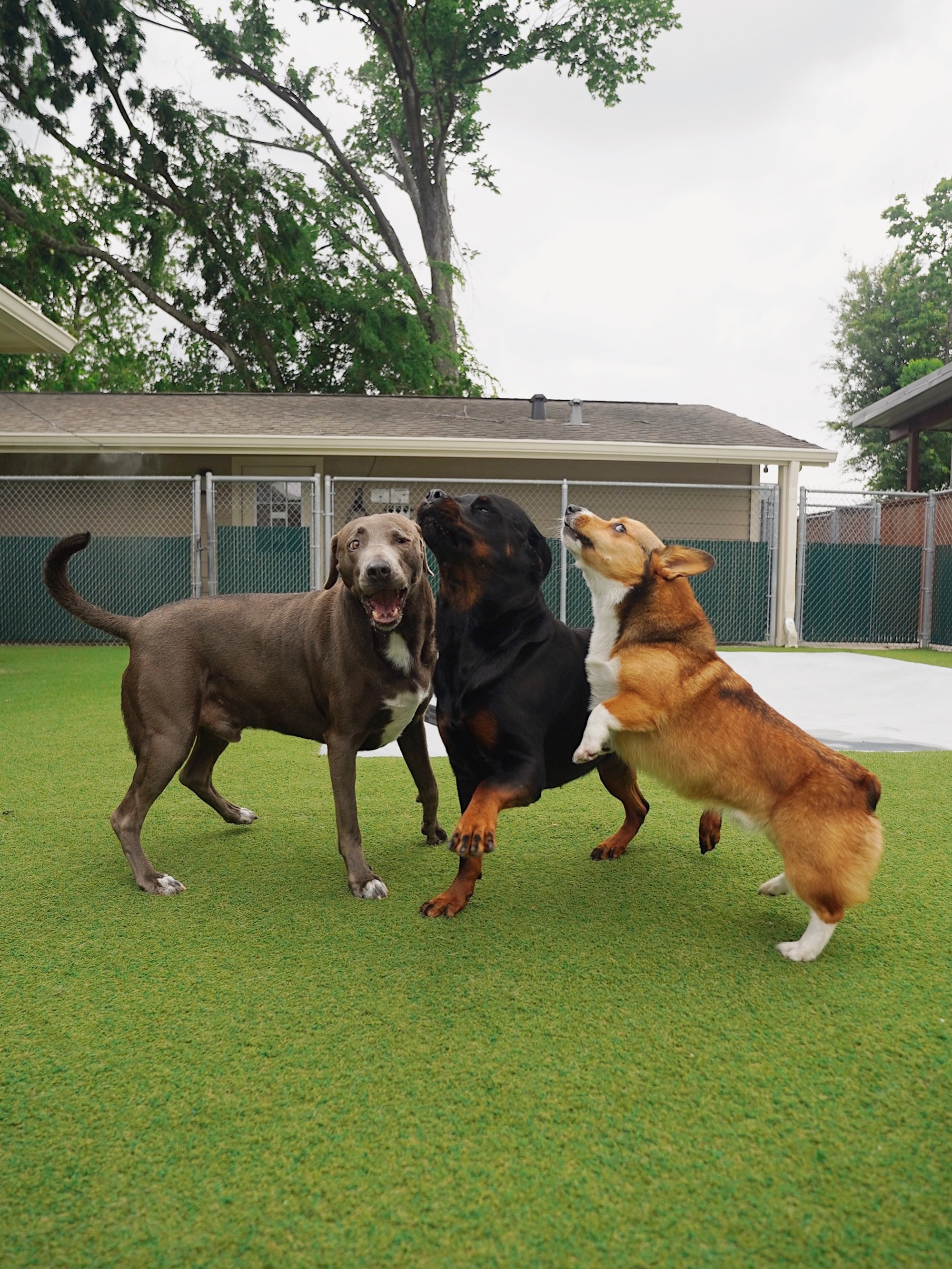 Getting all the good zoomies in before the rain this week! 💃🕺🏻 #whatsupdoghtx