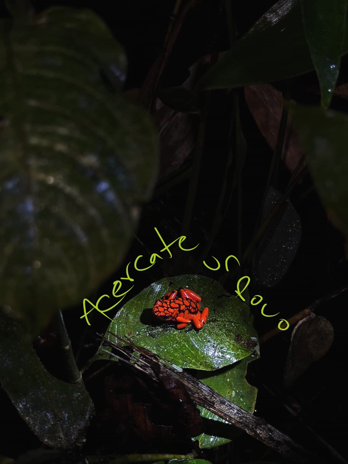 Acércate 🔥
La hermosa y bella Oophaga solanensis, una de nuestras endémicas favoritas 🫶😍
Su nombre hace referencia a Bahia Solano, donde fue descubierta. Acércate y mira el detalle
Como no seguir enamorándonos de Colombia?
Gracias a las bellas fotos de @escapadas.co
www.latiendadelmonte.com