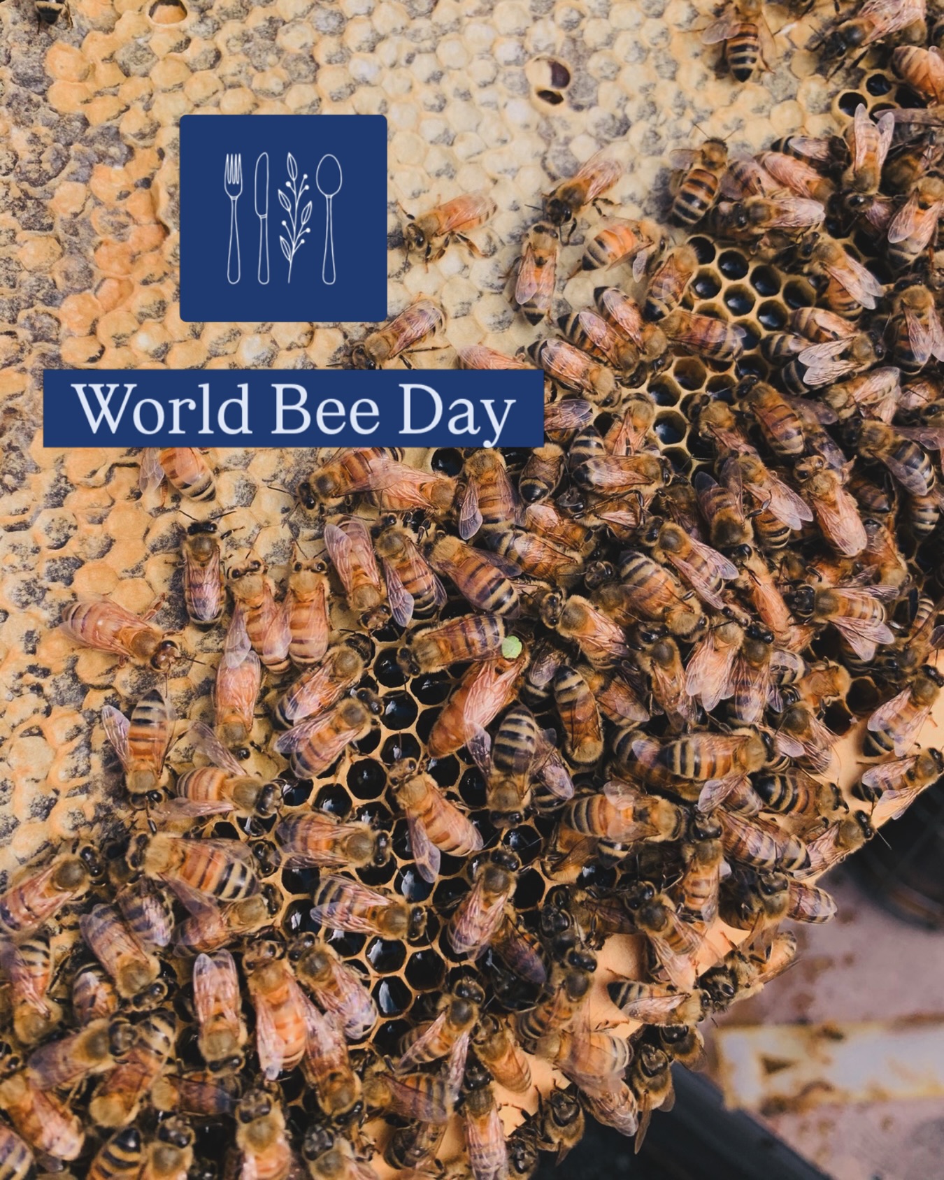 Today, on World Bee Day, we recognize the vital role bees and other pollinators play in sustaining both human health and our planet’s ecosystems. From supporting biodiversity to ensuring global food security, their impact is immeasurable.
At AuthenticFood.com, we explored this topic more deeply in our article, “The Truth About Honey: What I Learned as an Honorary Beekeeper,” which reflects on the cultural, environmental, and human stories connected to beekeeping and authentic food traditions. Go read it and learn more about the people, practices, and traditions behind one of the world’s most important foods.
Since 2018, World Bee Day has been observed globally following the efforts of the Government of Slovenia, with the support of Apimondia, which led the United Nations General Assembly to officially designate 20 May as World Bee Day.
As we celebrate, it is equally important to raise awareness about the growing challenges pollinators face and the collective responsibility we share in protecting them for future generations.
#worldbeeday #authenticfood