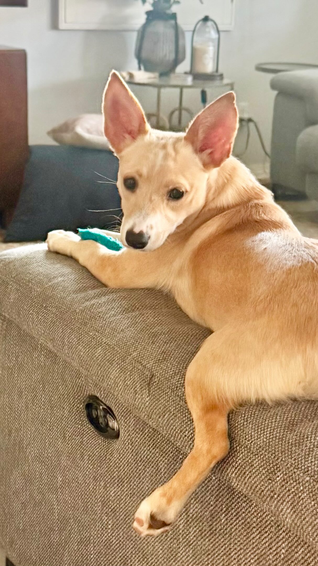 Meet VANILLA! She's as sweet as her name.π¨
Our 8 month old girl weighs just 16 lbs & is a little bundle of joy who's ready to spread that joy to YOU! Vanilla's mama was a corgi & we don't know anything about her dad, but we DO know her cuteness factor is through the roof! π₯°
Vanilla:
- is potty trained
- crate trained
- sleeps through the night
- gets along great with other dogs & even CATS π±
- cuddly, playful & affectionate
- loves to get belly rubs
- is happy & inquisitive
- has the CUTEST booty & foxy ears ππ¦
- has perfected her zoomies & is an excellent couch potato
- a little shy at first, but once she gets to know you, she bonds very quickly
- is completely medically vetted, 3 & 4DX tested, sterilized and microchipped
- ready to bring so much unconditional love & happiness into your life β¨
Come meet Vanilla & all of our other pups being fostered locally who will be at our back-to-back adoption events this weekend:
β‘οΈ Saturday, May 23rd from 11am-2pm at the @tradecraftfarmsvista
β‘οΈ Sunday, May 24th at @southobrewingco from 12/noon - 3pm
π₯AND, GUESS WHAT??π₯@southobrewingco is DONATING 20 % of their sales to @almarescue during our 3 hour Event!! It's going to be a gorgeous weekend so grab your sun glasses, come hungry and thirsty and hang out with us & our adorable rescue pups! ππΊ π π€ πΆ
#supportsmallrescues #supportsmallbusiness #adoptdontshop #tradecraftfarms #southobrewing
Can't wait to see you friends & THANK YOU for supporting the life saving rescue work we do. PLEASE SHARE!πΎ