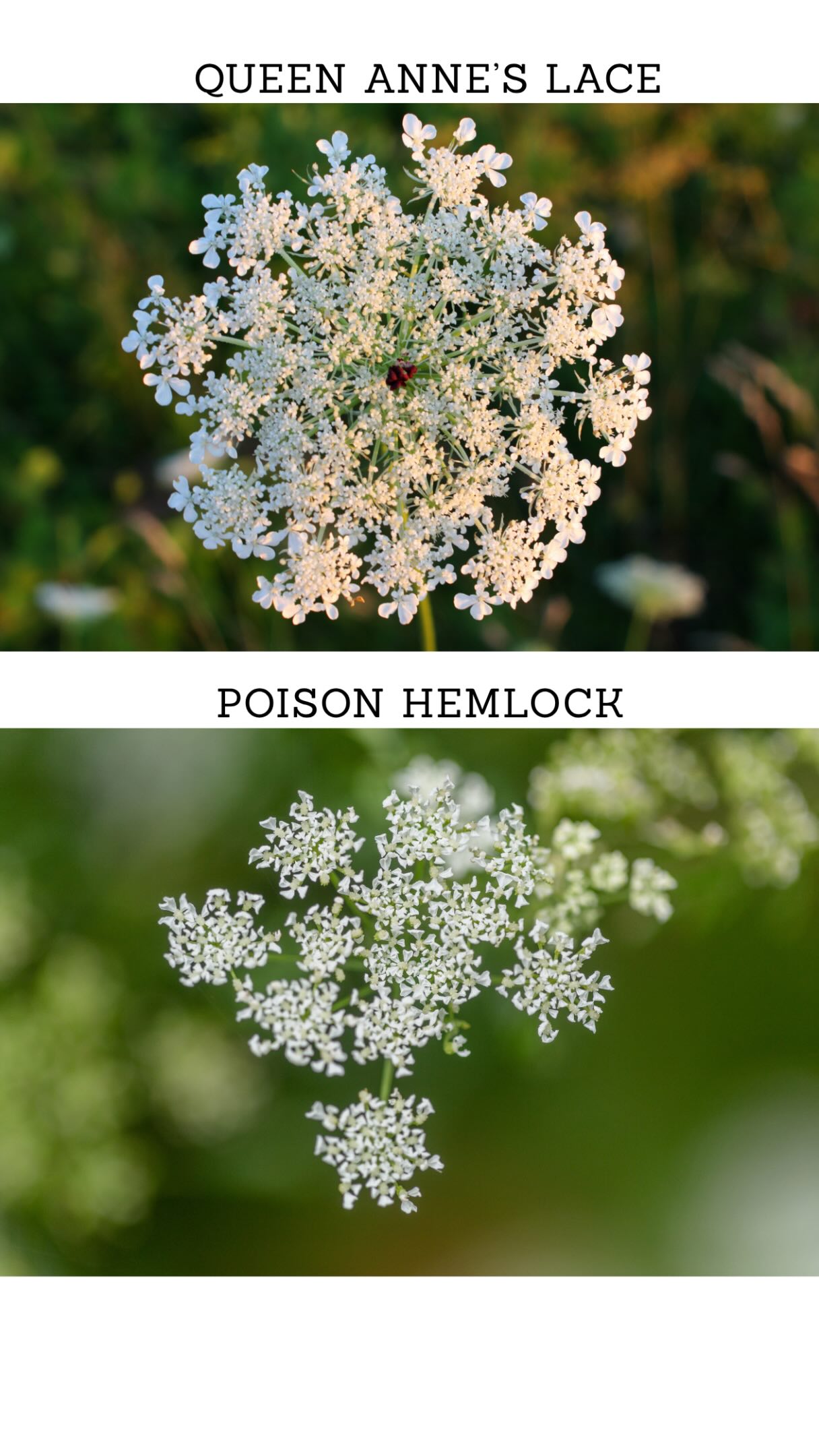 Yes, I did that. Oopsies. π
#floweridentification #poisonhemlock #queenanneslace #flowerearrings #brandeemaecreations