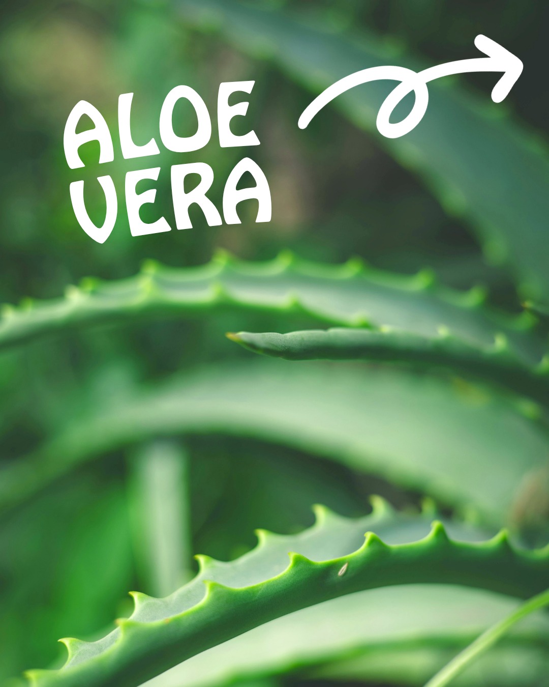 🌱 Soothe. Hydrate. Restore.
Three words. One plant. That's the magic of aloe vera — and why you will find it in so many of our products 🙌
#organicskincare #cleanbeauty #proudlycanadian #aloevera