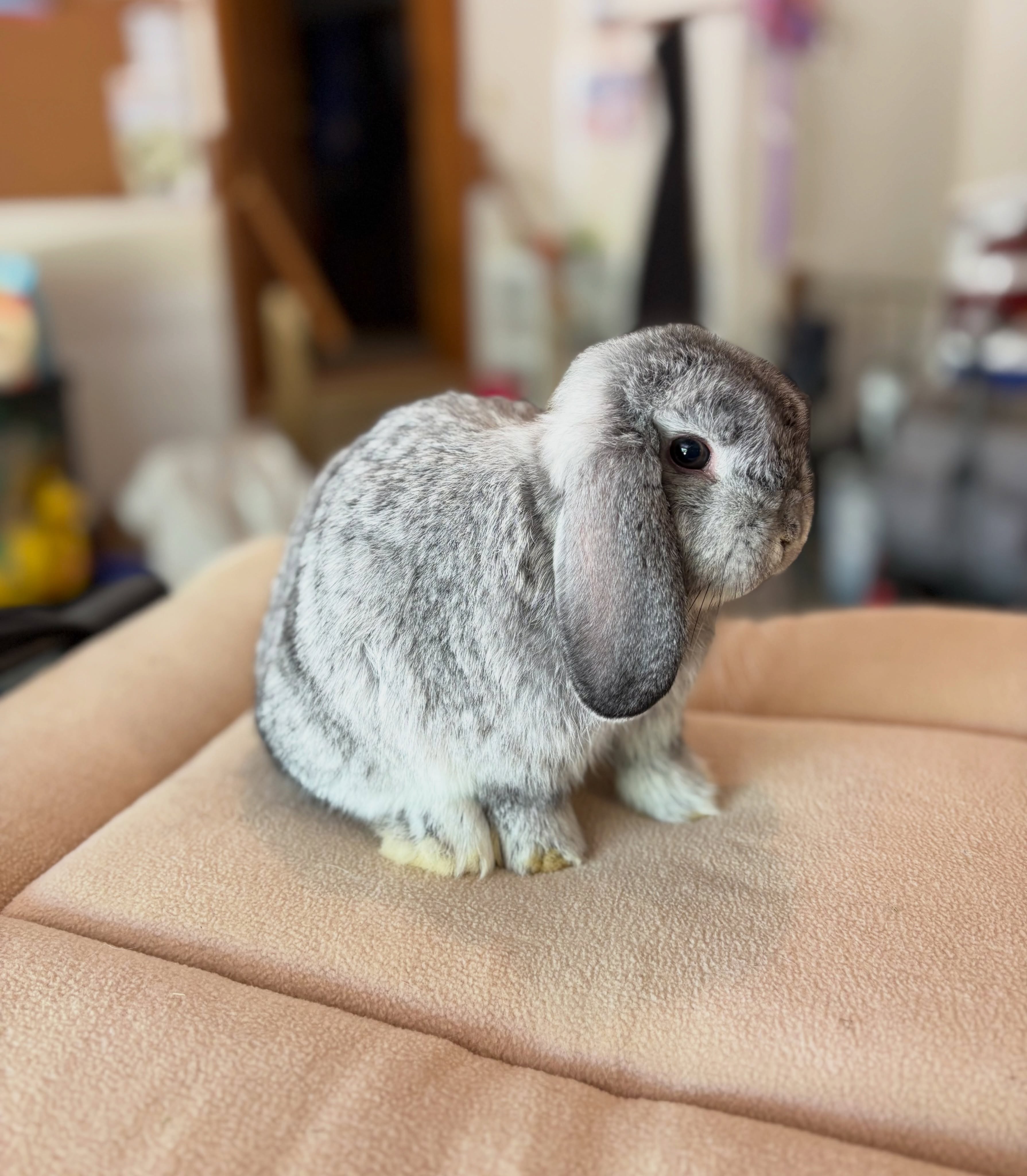Everyone meet Charlie 🤍🐰
Charlie is our new 12-week-old chinchilla buck, and we are so excited to welcome him to our rabbitry family. We cannot wait to see the beautiful babies he produces over the next few months ✨