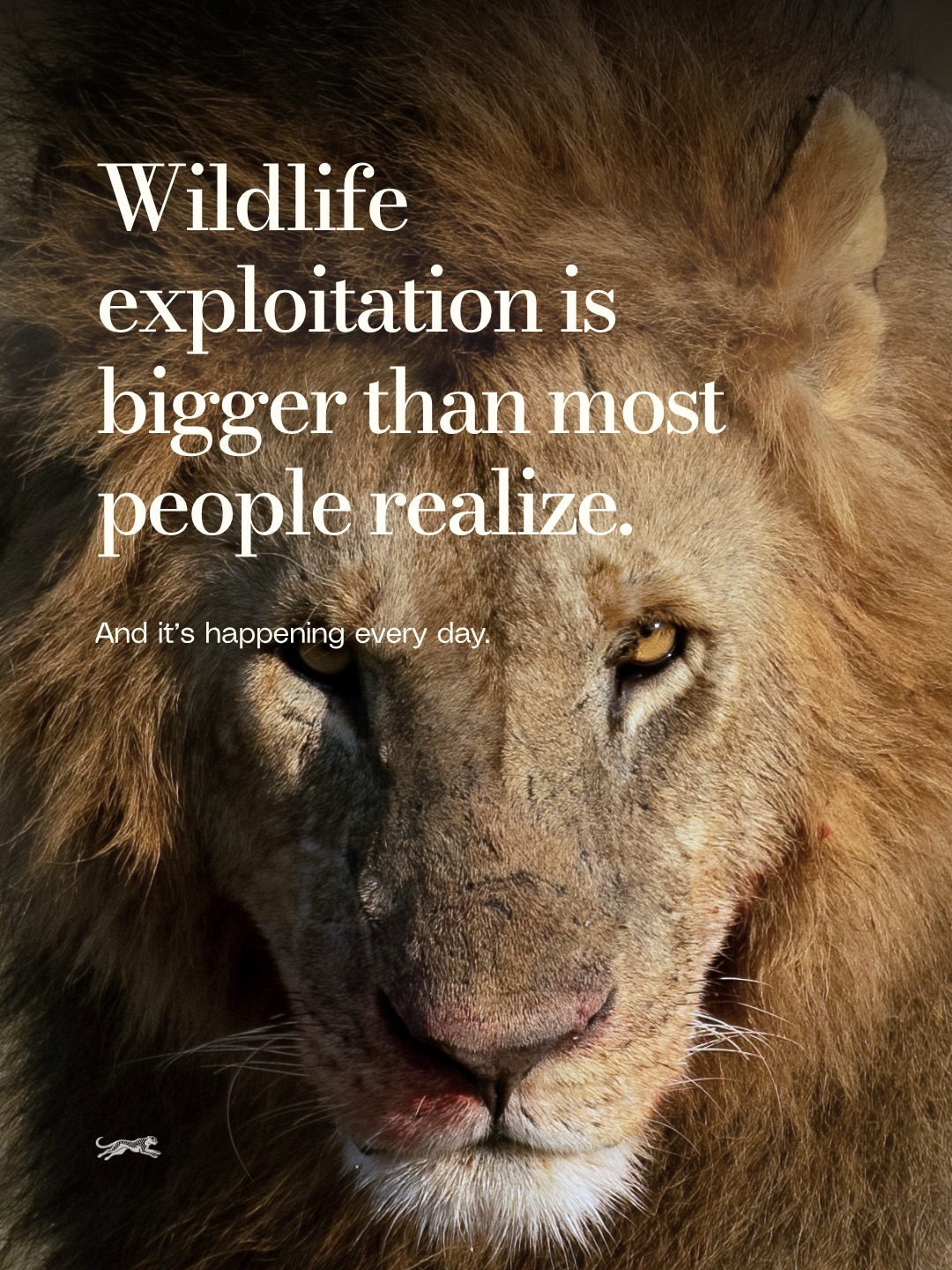 Wildlife exploitation is one of the biggest threats facing animals today.
From illegal wildlife trade to captivity and human expansion, countless animals are suffering at the hands of industries built on profit and the growing disconnect between humanity and the natural world.
Read more on Kandola Wildlife:
“Understanding Wildlife Exploitation.”