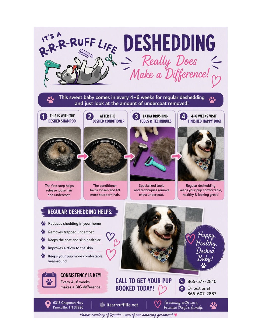 Many double coated breeds have a thick undercoat that helps keep them warm in winter and cool in summer. As the coat sheds, that undercoat gets trapped and packed in close to the skin. 🐾
Regular deshedding helps remove that loose undercoat before it ends up all over your house and furniture. It also helps improve airflow to the skin, keeps the coat healthier, and helps your pup stay more comfortable.
Breeds like Huskies, Goldens, Aussies, German Shepherds, Labs, Bernese Mountain Dogs, Corgis, Pomeranians, and many mixed breeds benefit from regular deshedding appointments.
For most double coated pups, every 4–6 weeks makes a huge difference! 💜
Call to get your pup booked today!
📞 865-577-2810
📱 Or text us at 865-607-2887
Photos courtesy of Randa, one of our amazing groomers! ✂️🐾