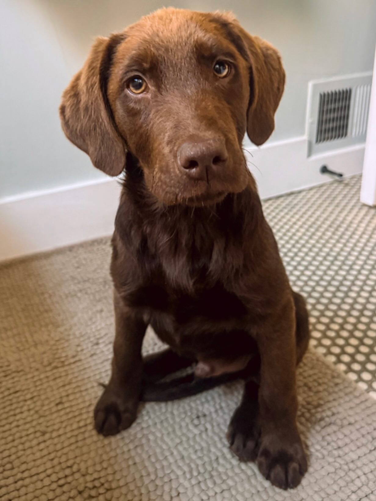 ***ADOPTED*** Pup of the Day: Louie 2. 5 mo this old. This little chocolate dream came a long way to find his people! From rural AR ➡️ fostered in Texas ➡️ Colorado in search of his forever home!
Louie is equal parts snuggle bug & party! 🎉 He’ll have you laughing one minute and melting into a puddle the next. Treats? He’s in. Praise and belly rubs? Even better. He’s already mastered “sit,” is rocking crate life like a champ, and is about 75.3929% potty trained 🎓
A social butterfly with the best manners! His foster siblings set boundaries, Louie reads the room, rolls over & moves on like the smart little guy he is. 😇 He follows them around, drops toys at their feet, and basically just wants to be everyone’s best friend.
Louie would thrive with a family who’s ready for puppy shenanigans! A secure yard for zoomies, kids who want to love on him and teach him all the things, and maybe another dog to be his partner in crime. 🏡
A quick note for future adopters: Louie is a lab mix, while he looks chocolate, his siblings all look different, and his rescue does not guarantee breed. Also, as a partially vaccinated pup, he’s currently on NPOG (No Paws on the Ground) protocol, so public walks are on hold, but cozy carries and backyard adventures? Absolutely on the table. 🐶
If you are already an approved adopter and want to meet or adopt Louie , please contact your adoption coordinator. Or you can fill out an application at mhlrm.com