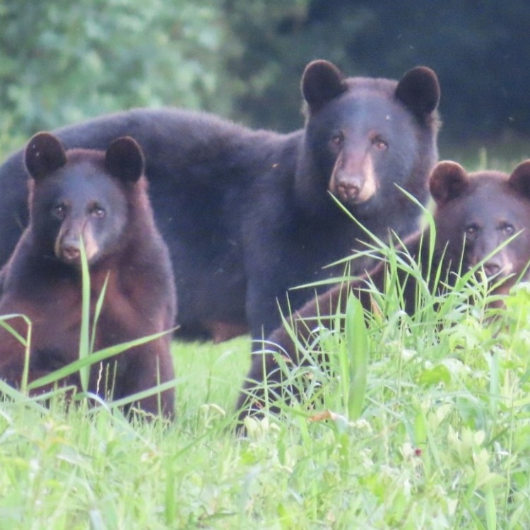🐻 It's the start of the holiday weekend & we're "Beary" excited!
🌿From swamp trails to backroad adventures, you never know what might wander into the scene. Keep calm, have your camera ready & bear on!
📸: Donna Rose/Camden TDA
#visitnc #CamdenCounty #northcarolina #nccoast #blackbear @ncwildlife @ncstateparks @ourstatemag