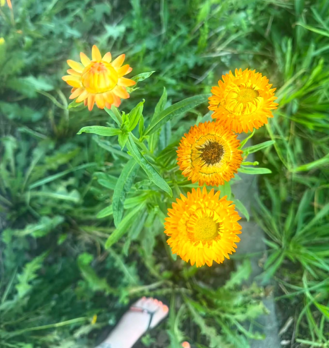 Very proud moment!!!!!
As someone who regularly kills houseplants, this feels huge ππ
#yellowpaperdaisies #paperdaisies