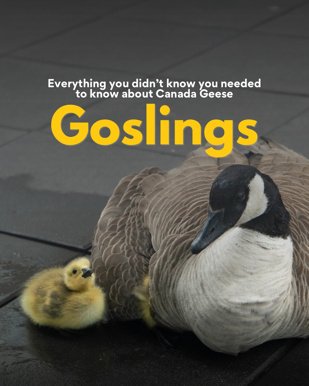 tiny, fluffy, and able to swim before they can properly walk 🐥 there’s so much more to Canada goose goslings than ‘their shit is everywhere’
Swipe through to follow their journey from egg to first flight. Hope you’ll remember a couple of facts when you get to watch a goose family this spring. ☺️
A few things worth knowing if you cross paths with a goose family this season:
🥚 Once eggs are laid, don’t touch or move the nest (it’s also protected by law)
🪿 even though their hissing says otherwise, geese aren’t mean. They are just veeery protective parents. Keep your distance and you’ll be fine. 🫶🏼
🍞
🐣 If you spot an injured gosling or a family that needs help, reach out to @albertawildlife (or your local wildlife authority), they can help you out.
This goose family took their first steps at a balcony in downtown and had to be rescued. 🫶🏼
_____
#canadagoose #goslings #birb #canadianwildlife #wildlifeadventure