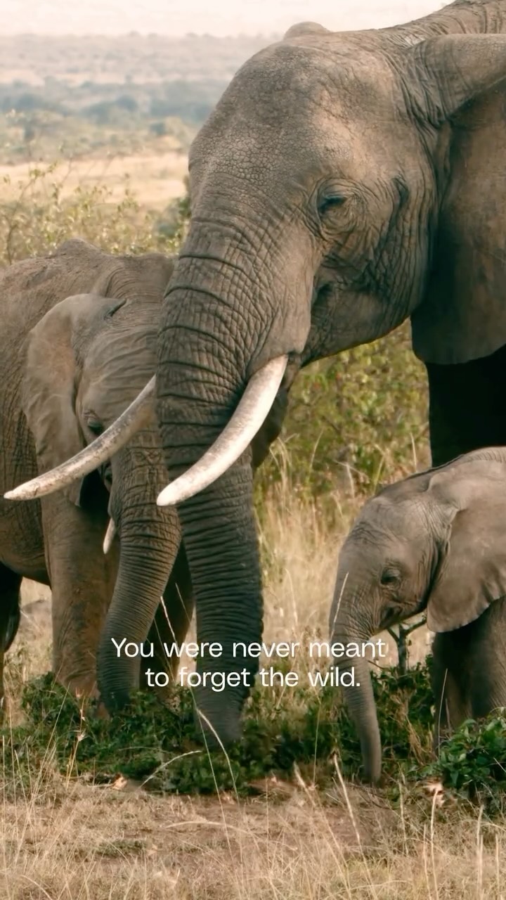 The wild was never meant to feel distant.
Yet modern life has made people forget their connection to nature, wildlife, and the ecosystems around them.
And what people stop feeling connected to, they stop protecting.
You were never meant to forget the wild.