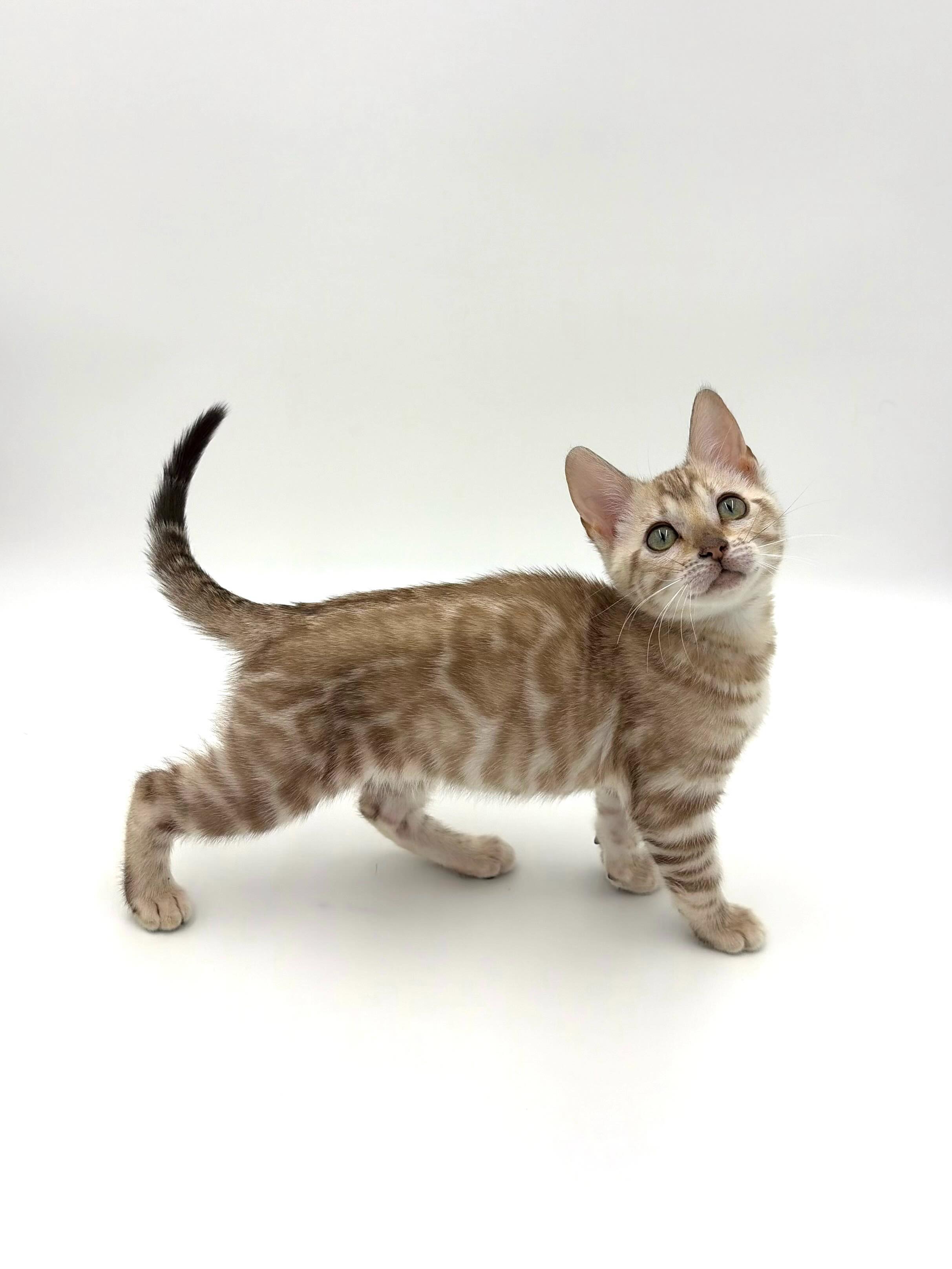 Seal Mink Spotted Female ❤️
TICA registered ✔️
Vaccinated ✔️
Dewormed ✔️
Microchipped ✔️
Spayed ✔️
Ready May 27th ✨
Ontario, Canada📍
Message for details 📩
•
•
•
#bengal #bengalcat #bengalkitten #bengalbreeder #tica