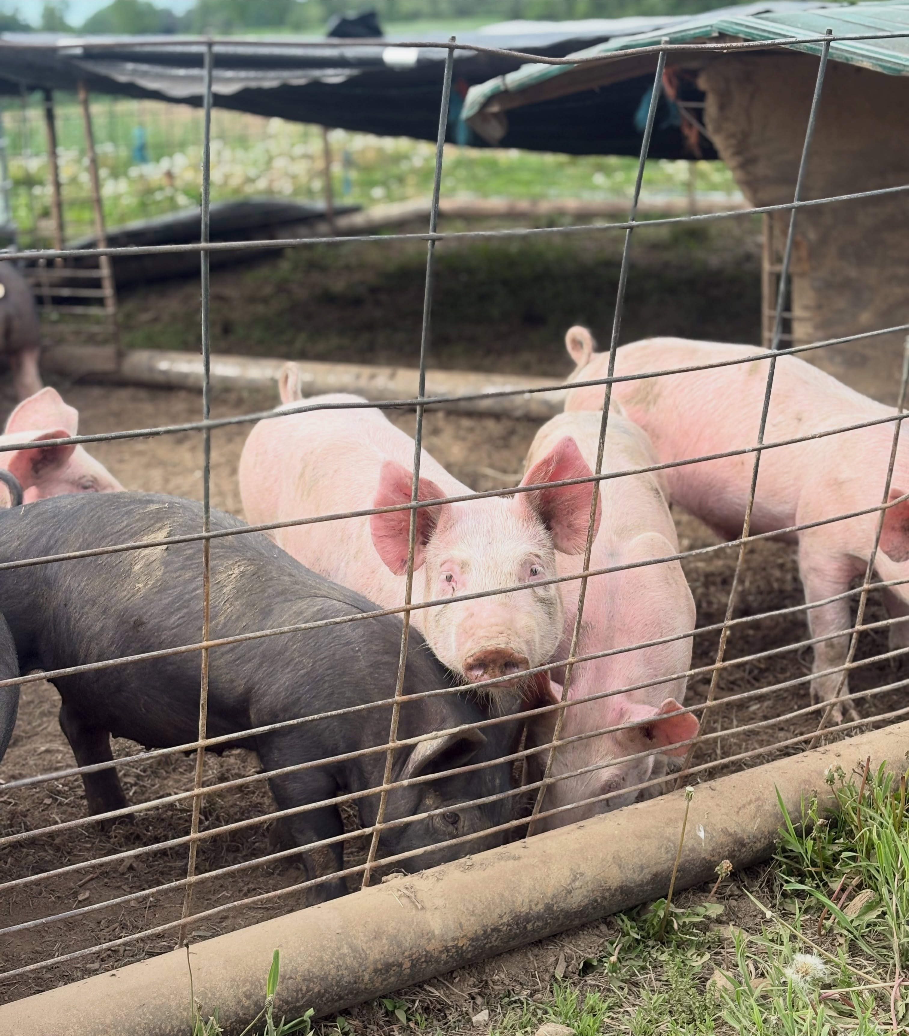 Pigs are here!! 🐷
They will enjoy our moveable pen for the next 5 months where they will be able to graze and root up old crop fields like oats and sweet corn 🌽 Plus they get all of the old produce scraps from our farm!
In addition, we feed them our own grain mixture of our homegrown corn and locally sourced organic roasted soybeans🌱
#pigs #pastureraisedpork #buylocal #familyfarm #upstateny