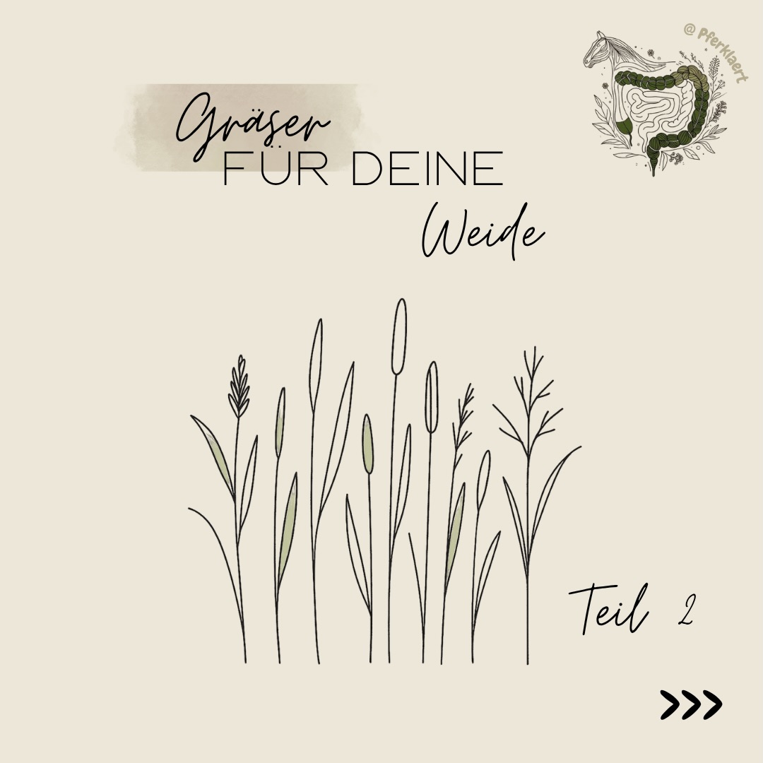 Weide ist nicht gleich Weide.
Oft sprechen wir einfach nur von „Gras“, dabei bestehen Pferdeweiden bestenfalls aus vielen verschiedenen Gräsern – mit ganz unterschiedlichen Eigenschaften. Manche sind strukturreicher, manche energiereicher, manche robuster oder empfindlicher gegenüber Trockenheit und Nutzung.
In den Bildern findest du Steckbriefe zu vier verschiedenen Grassorten, die auf deiner Weide wachsen können oder die du neu aussähen kannst 🌱
Am Ende entscheidet aber nie nur eine Grassorte darüber, wie geeignet eine Weide ist.
Mindestens genauso wichtig sind unter anderem:
☀️ Jahreszeit
🌧️ Wetter & Wachstum
🐴 Besatzdichte
✂️ Weidemanagement
🌱 Pflanzenvielfalt
⏳ Fresszeiten & Nutzung
📖 In meinem Weide-Skript geht es genau darum:
• sicheres Anweiden
• Grashöhen & Wachstum
• Fruktan & Stresssituationen
• Unterschiede zwischen Grasarten
• Weidemanagement
• Risikofaktoren für stoffwechselempfindliche Pferde
und vieles mehr 🌿
Du erfährst du auf knapp 100 Seiten mit zahlreichen Studien alles über:
👉🏻 Gesetzliche Vorgaben der Weidegröße und
Aufbau
👉🏻 Bewertung der eigenen Weidequalität mit
verschiedenen Methoden
👉🏻 Nährstoffe aus dem Gras
👉🏻 Richtiges An- & Abweiden
👉🏻 Fütterung und Ergänzung auf der Weide
Hol dir jetzt das Weideskript und starte gut informiert in die Saison! Den Link findest du in meiner Bio 📲
Weißt du welche Gräser und Kräuter bei dir auf der Weide wachsen? Schreib es in die Kommentare ⬇️💬