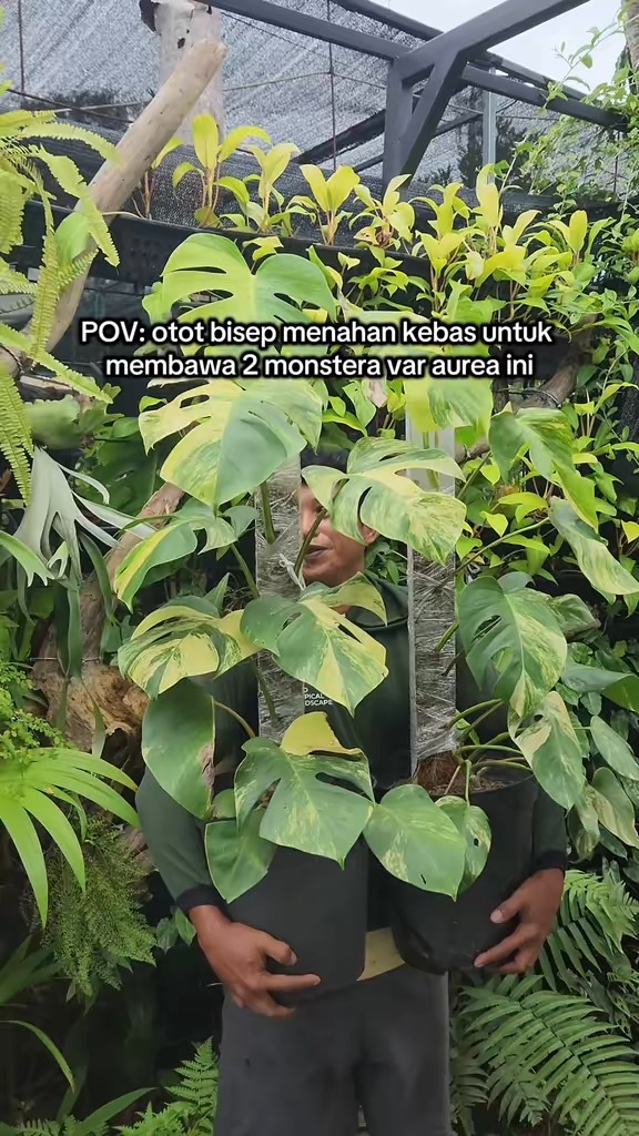 Ayo ges dibeli kasian abangnya megangin💪🏽😩
#tanamanhias #ornamentalplant #monsteravariegata #tanamandenpasar #indotropicalplant