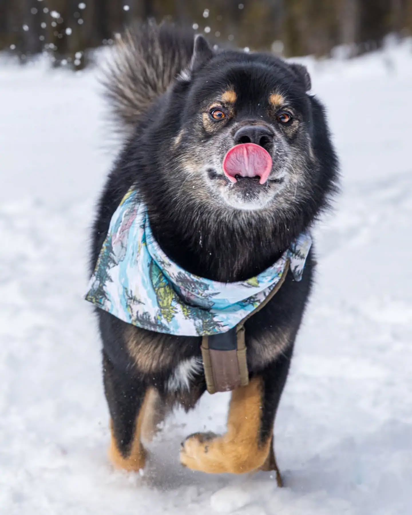 Unlike a certain human of mine (momma), I am really good at multitasking...I can TOT and Zoom at the same time!!! Happy #TongueOutTuesday frens!
Wearing my glacier bandana from @risingriverllc ...it's perfect for the forest and alpine trails I love so much!