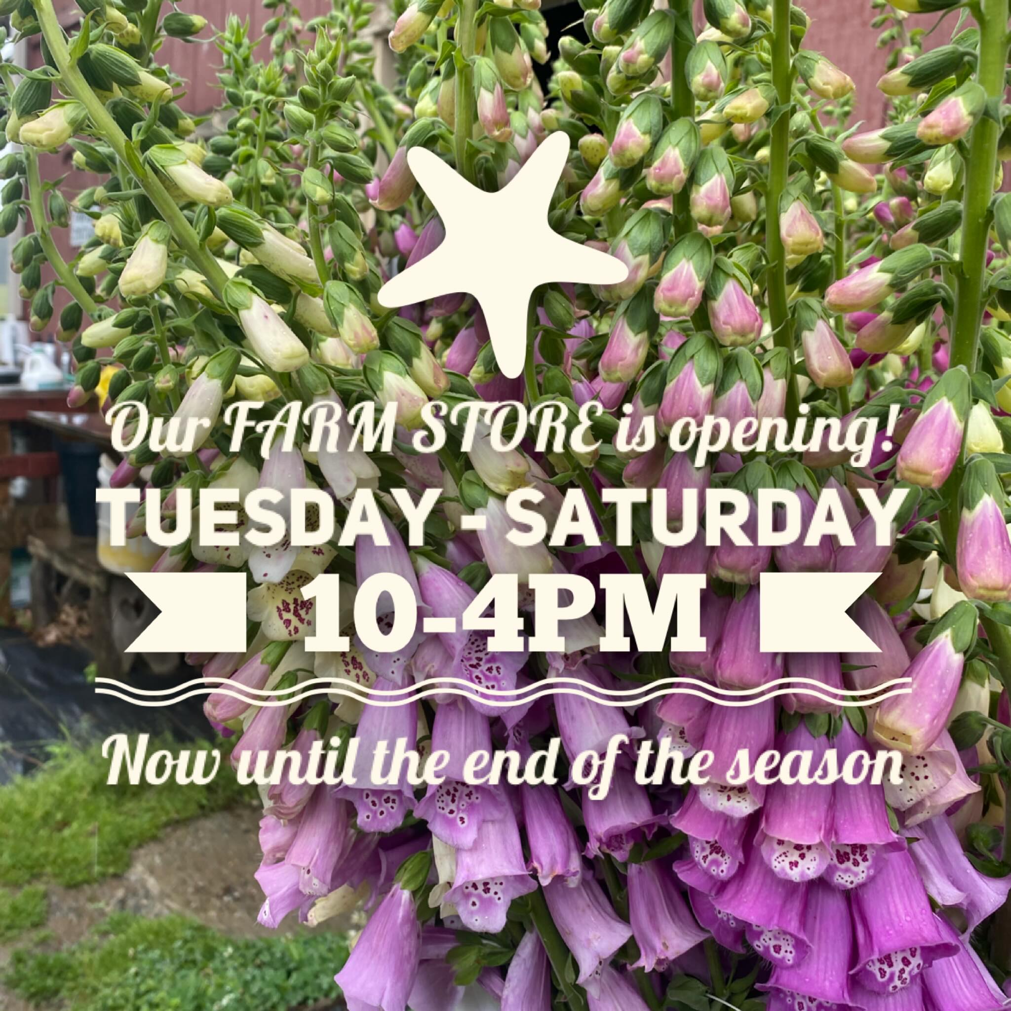 🎉We are happy to announce that we will be opening our Farm Store! Thank you to all whom have inquired and been patiently waiting.
🎉We will be stocked with our herbal product line: teas, tonics, body care, merch, flowers and potted medicinal herbs for sale 🌱
Fresh items will change weekly with what is in season and availability. First come, first serve! Stay tuned for some pop up product demos and field walks.
Lancaster Farmacy Farm Store
397 Letort Rd
Millersville, Pa
Tuesday-Saturday
10-4pm
The Farm Store is a self check out. We accept cash, check and Venmo.