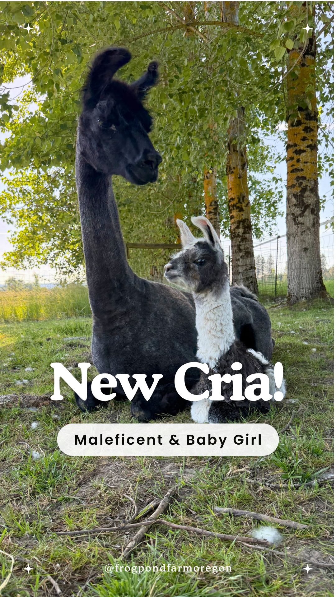 And just like that, we have another one!!!🦙 It’s babypalooza over here with two more baby llamas (crias) and a set of goat twins born this week!
Come on by and meet everyone this weekend. We’ll be here every day, including Memorial Day.
We also have a special surprise we haven’t announced yet too!!! Here’s a hint: 🎤🐾🐏