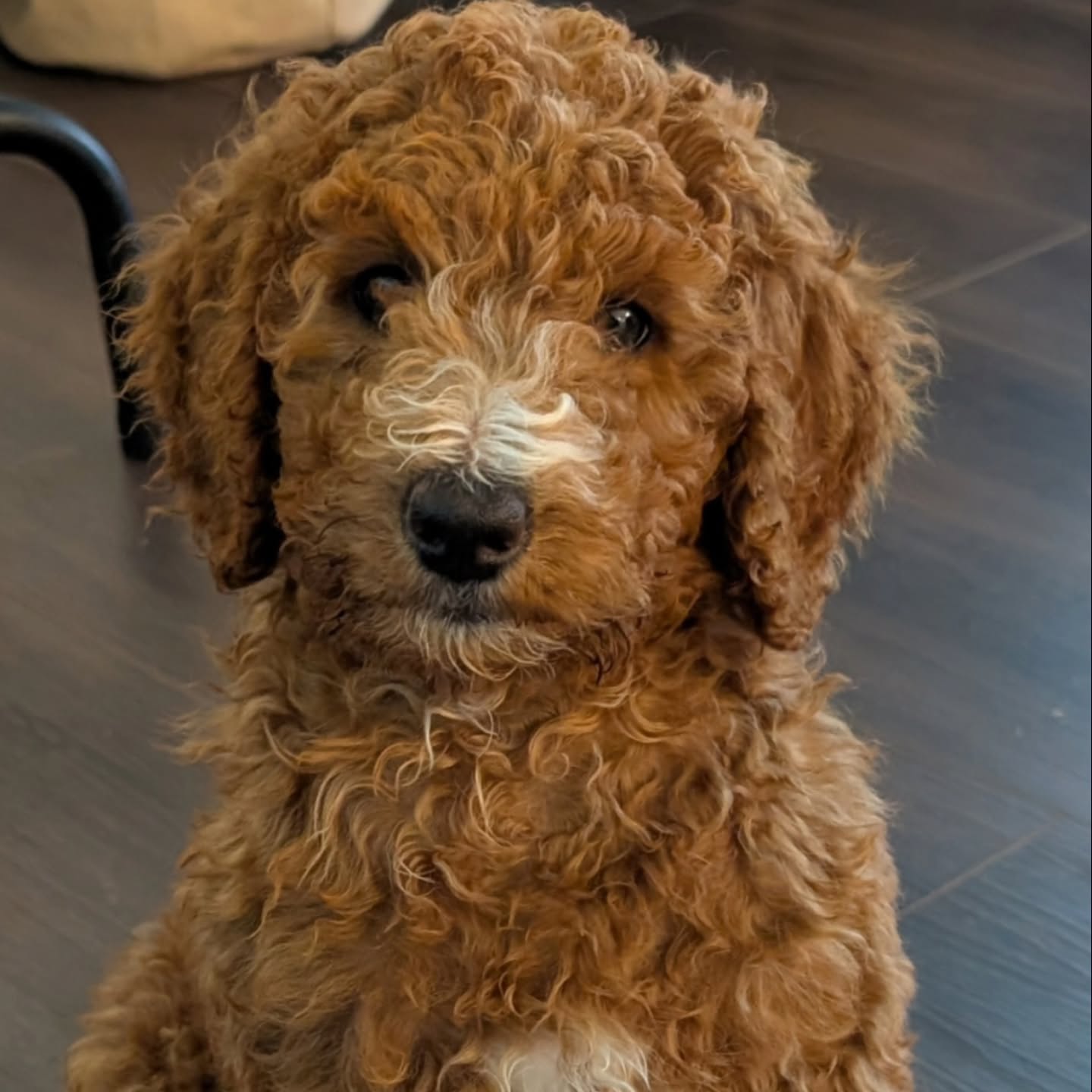 Keep an eye out for these two red abstract poodles 🐩
.
Yes you read it correctly! These two 🩷🩵 lovely puppers are Poodles! 😍 we love our abstract coloured poodles here!
.
Searching high and low for the best puppies with the best temperaments to continue to breed quality family members for our clients ❤️ 💖