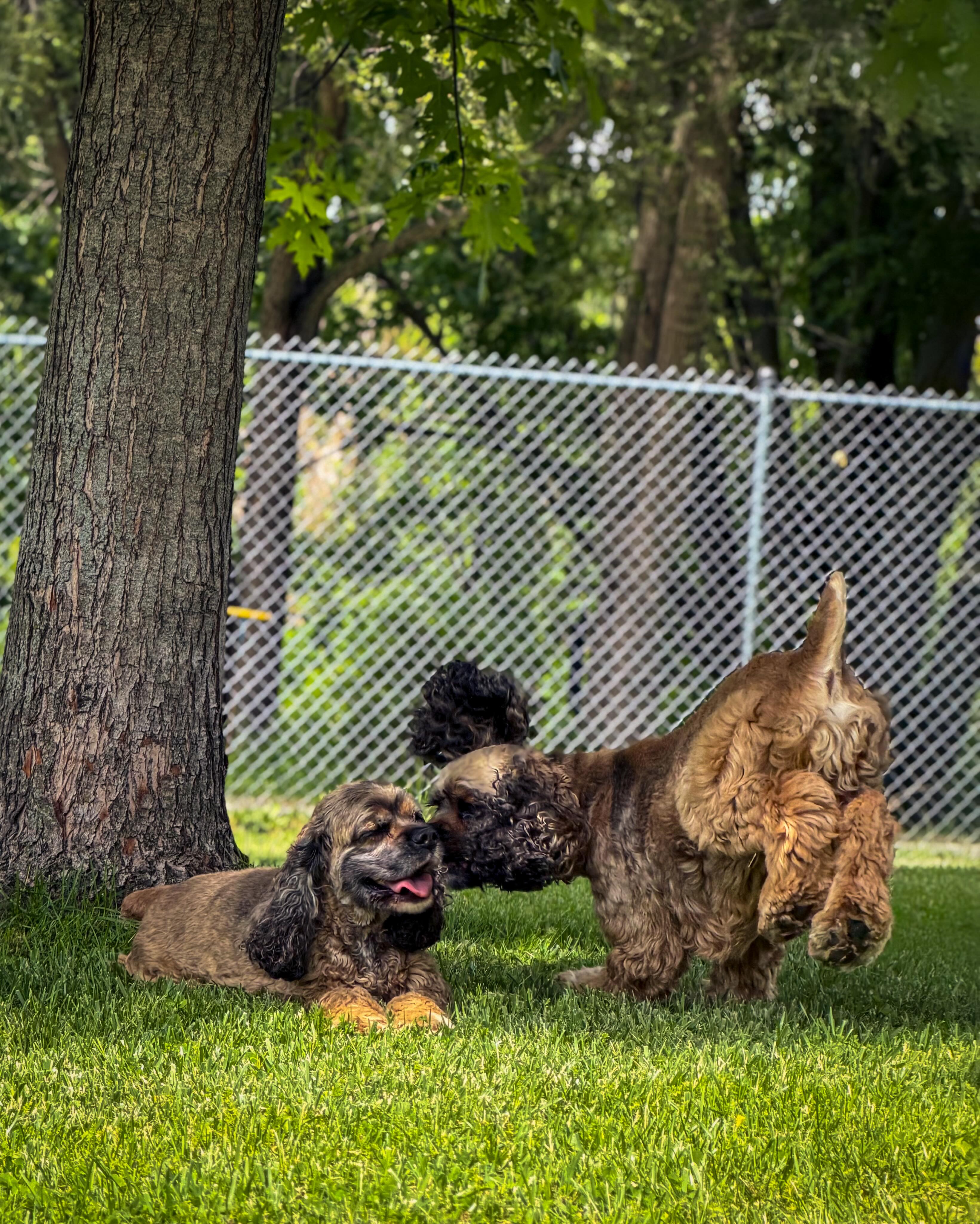 🐾 Merlin & Pepper