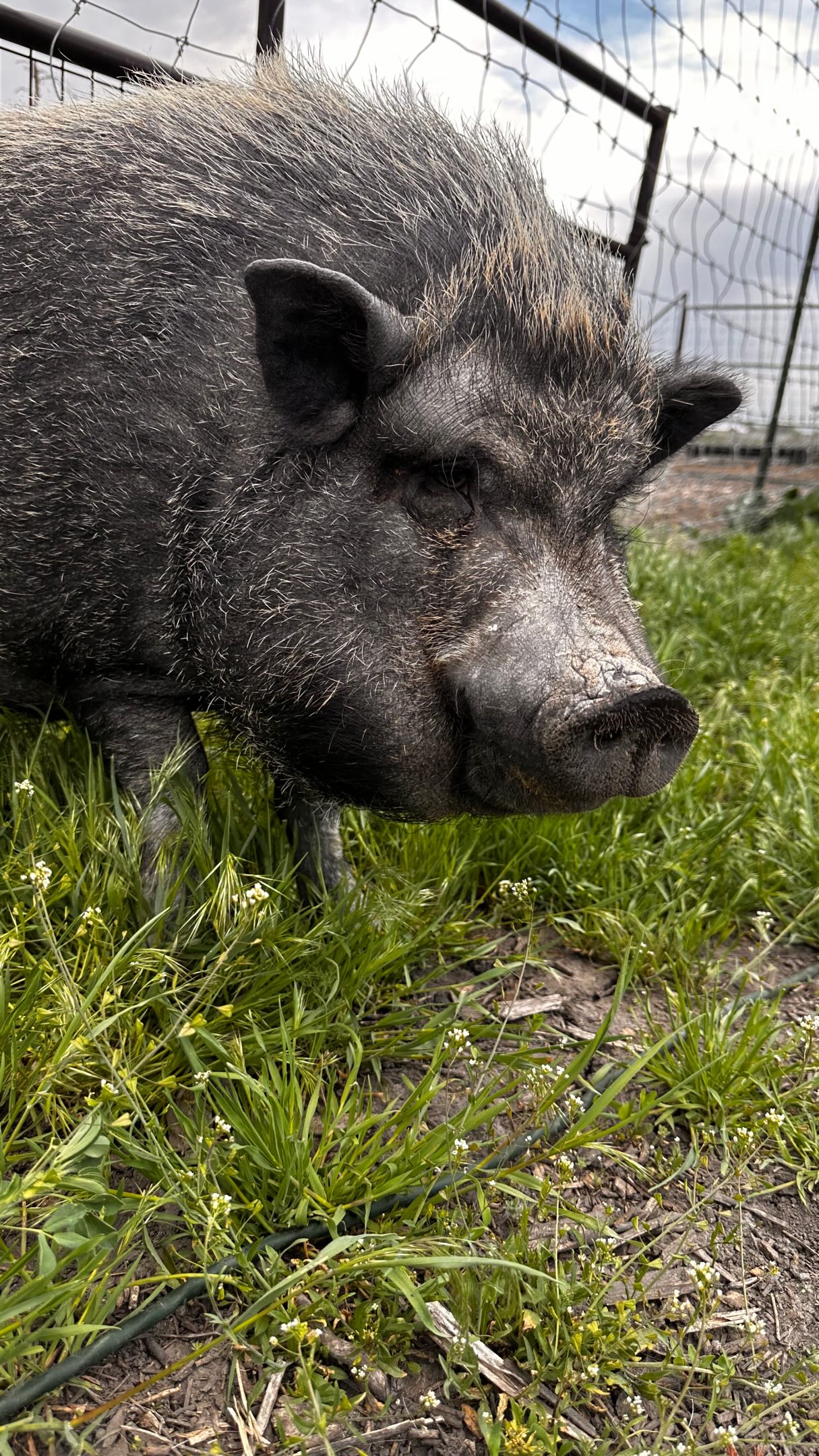 We have a new face on the farm! This is our new potbelly pig previously known as Moo.
We have a few moos around so we renamed this guy Forest! That way when he is naughty we can call him a black Forest ham and have a giggle. He is a house trained 3 year old barrow.
His favorite trick is fist bumping for a treat! We are still getting to know this cool guy and Bria is absolutely obsessed with him. She drags us out 3 times a day to see him. Stay tuned for more updates!
#rockymountainreindeerfarm #potbelliedpig #petpig #blackforestham #minifarm