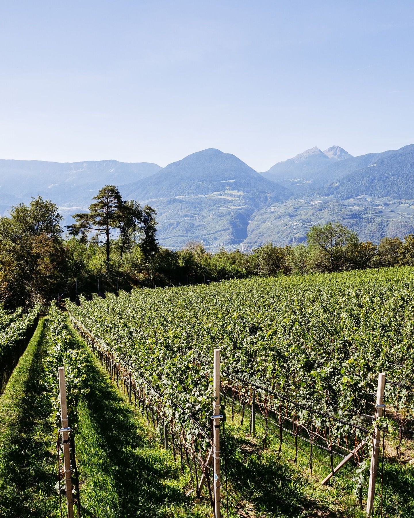 Zero residui. Massima qualità. Natura potenziata. 🌿
#intactsolutions #agricoltura #altoadige