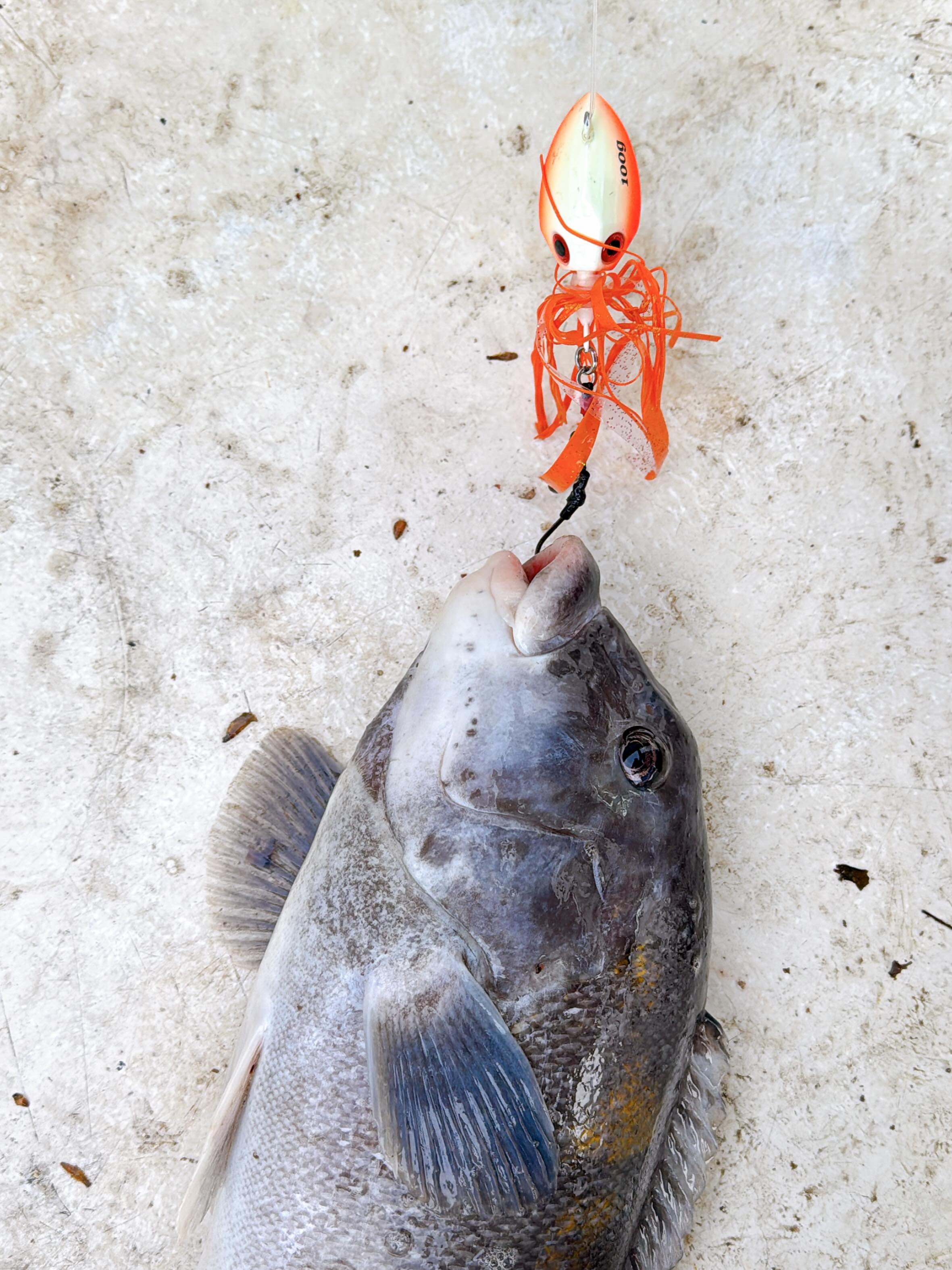 The new Scudetto jig with swing single hook or Assist rigged Gamakatsu hooks is effective on all groundfish including Tautog. Took some nice ones in Buzzards Bay today using split crabs or ‘snafu’ rigging two hooks into a single crab. 🦀 orange color was the ticket.