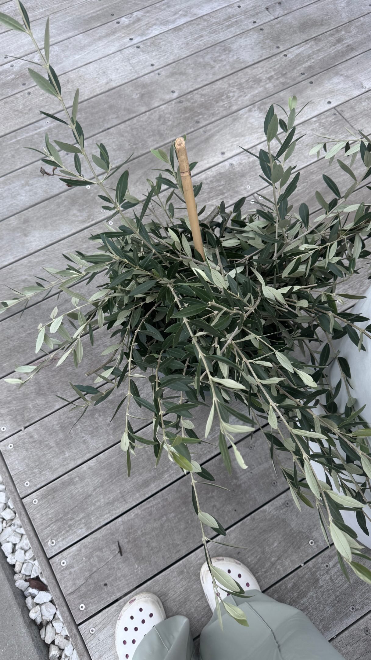 Meanwhile at the job site…plant things…dance things
Permission to post btw