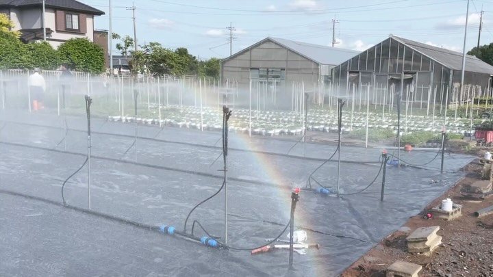 こちらは
ナーセリー向けの灌水システムです。
小さい面積に対して集中的に
細かい粒子で灌水する『Tスプレーノズル』
and
小さいながらも半円180度で灌水してくれる
『ローターレインプラス』を
組み合わせています。
この組み合わせにより、
短時間で灌水ができる、労働効率の高い
システムを実現しています。
ありがたい事にお施主様がかなりの灌水通で、
ご自身の描かれる理想のシステムについて
ビジョンがとても明確です。
ですので、設計する側も
イメージしやすくて助かります。
短時間で灌水するメリットは、
灌水後の管理作業への移行(出荷や草取り)が
スムーズになったり、
灌水したい時間帯にきっちり規定量供給出来る
ということが挙げられます。
植物や土壌に配慮した設計も、
もちろん大事なのですが、
作業効率:ワーカビリティ は
絶対に考慮すべきデザインポイントなのだと、
改めて学ばさせて頂きました。
ありがとうございました!
#農業インスタグラム
#農スタグラム
#灌水 #灌水システム