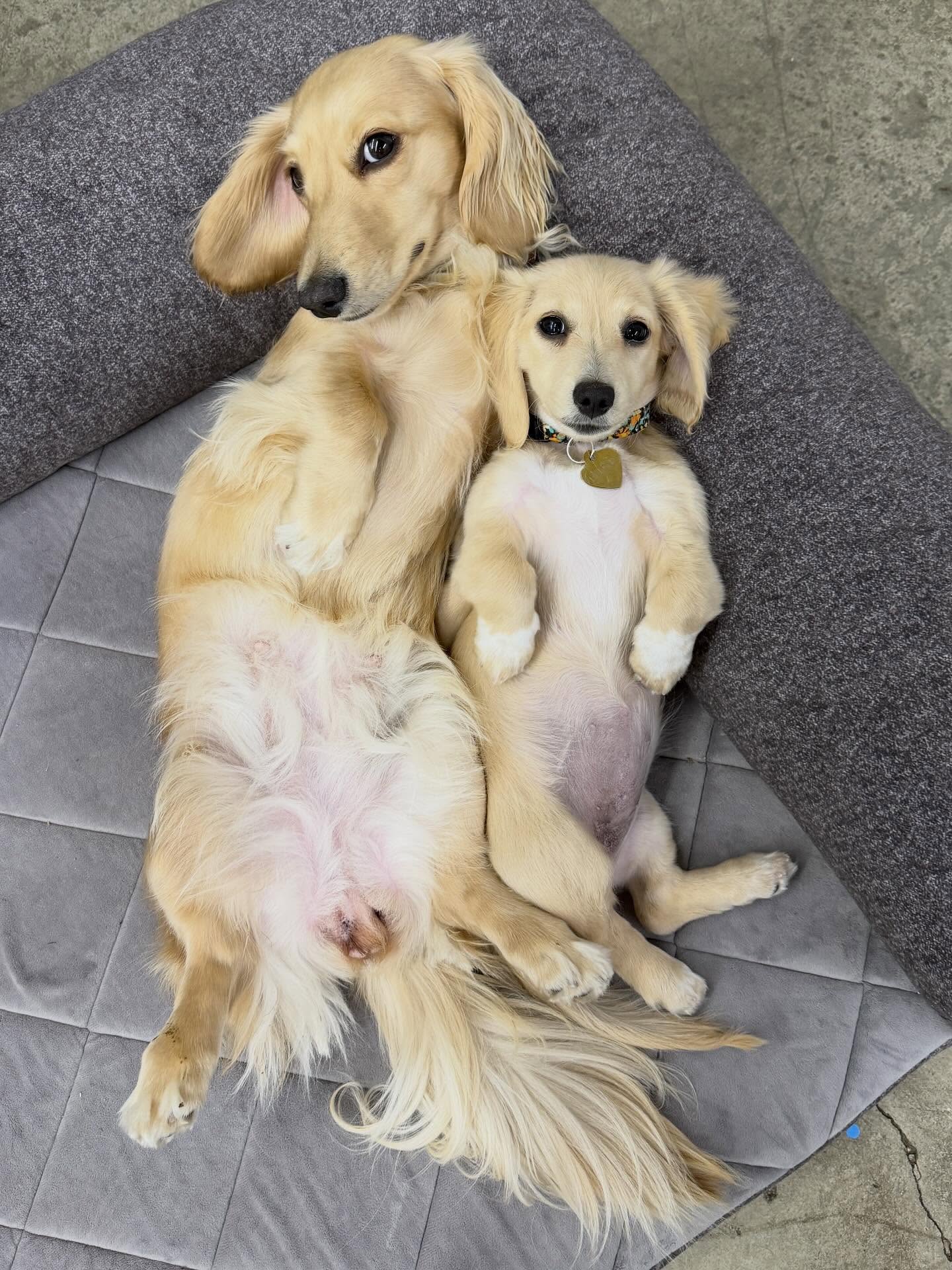 We thought we should share the Mini Therapy Horses guard dogs Vivian Rose and Paloma Blue. #watchdogs #dog #dogs @platinumperformance #horsesanddogs #animals #animal #dachshunds #dachshund #miniaturedachshund #longhaireddachshund
