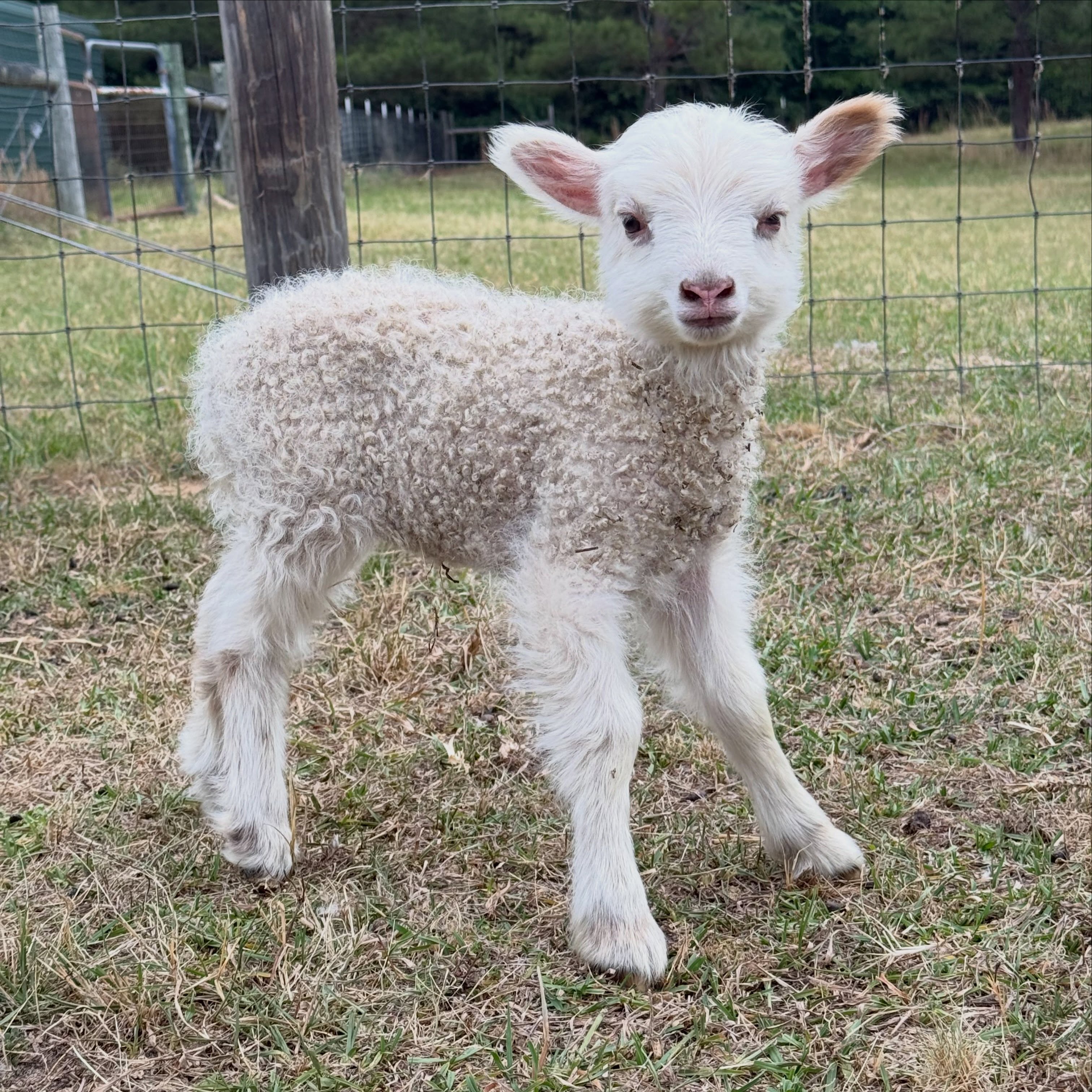 Sweet little Ivory. The last lamb born this season. At first i thought she was all white, but now that she’s cleaned snd fluffed up a bit, i see she has one red ear, some red around her neck snd on the backs of her legs. It will be fun seeing how her wool comes in!!