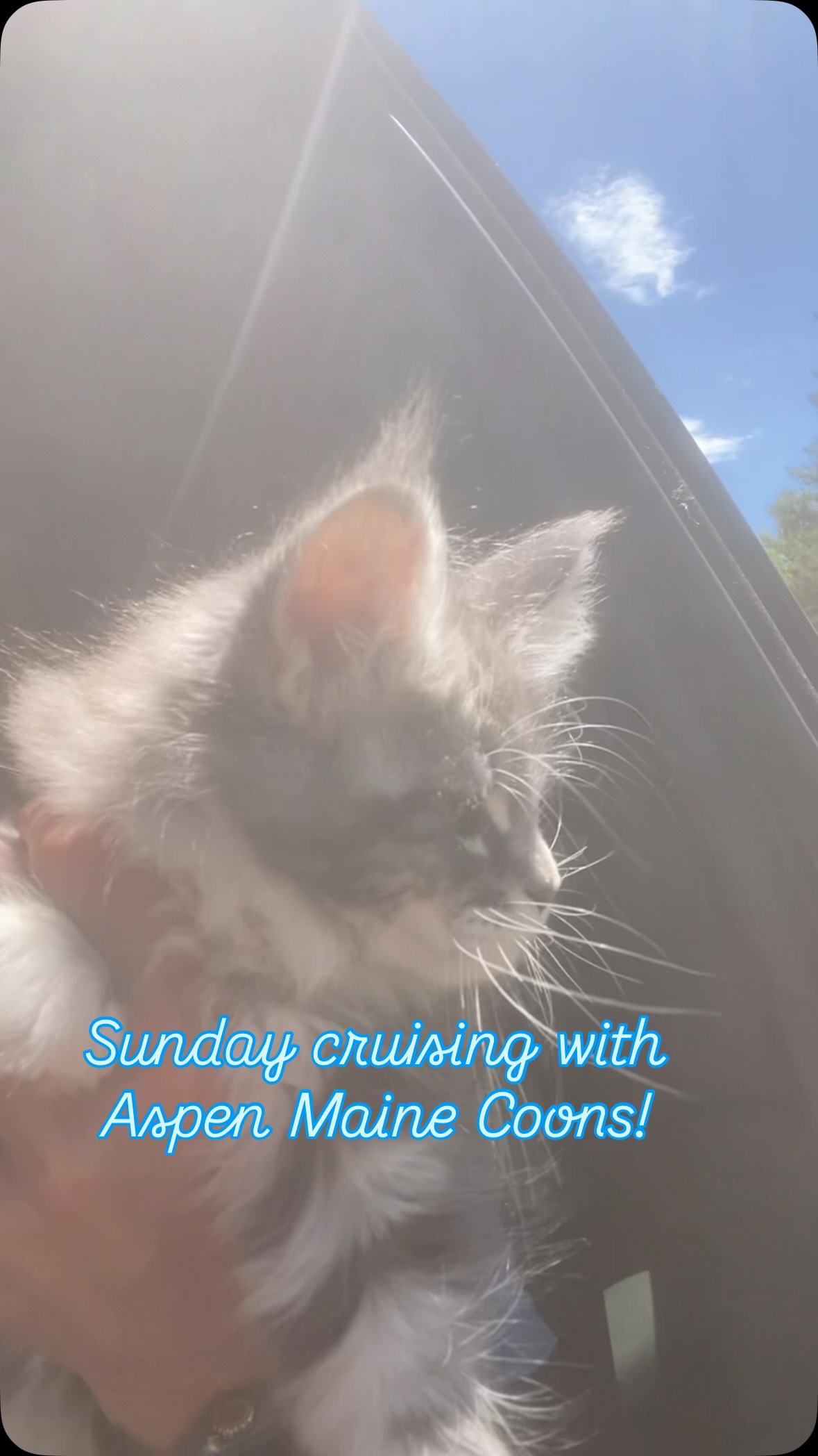 #mainecoonsofinstagram #mainecoonlovers #mainecoonlife #aspenmainecoons #mainecooncatlovers