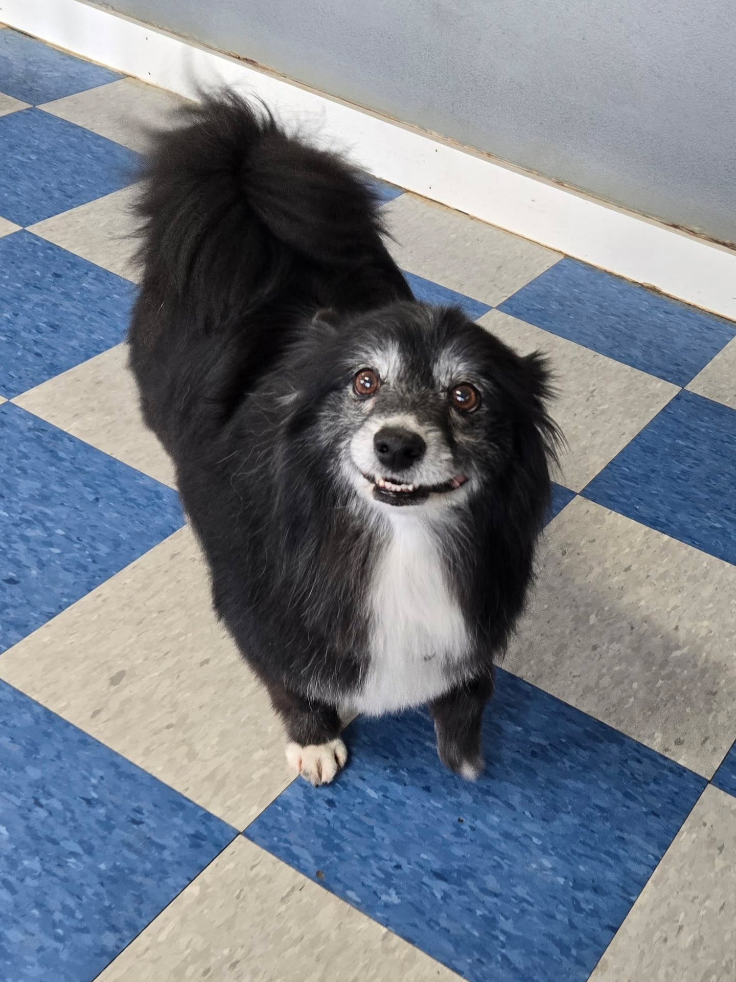 Daycare zoomies, boarding snuggles, grooming glow‑ups… whatever they came for, they’re leaving with a smile and a tired tail.