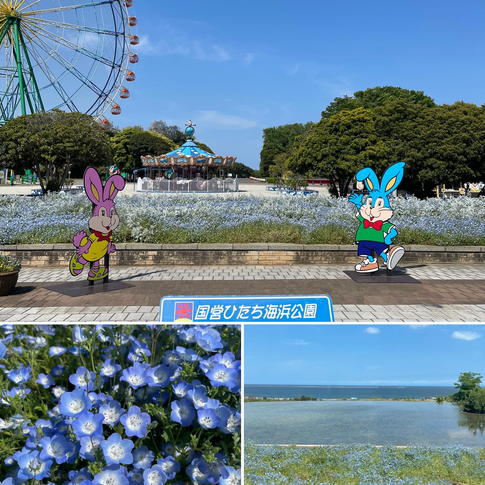 
Fleekです🥀🪻💐
皆様いつもご来店いただきありがとうございます。
これから梅雨の季節となり、湿気や気温差で髪やお肌もゆらぎやすい6月。
Fleekでは、少しでも心地よくリフレッシュしていただけるよう、丁寧な施術と癒しの時間をご用意してお待ちしております。
これからの季節は、紫外線・汗・皮脂による頭皮やお肌のケアも大切な時期です。
頭皮のクレンジング(皮脂ケア・加齢臭に効果絶大)、ヘッドスパや個人に合わせたエステ&シェービングにて初夏のメンテナンスをぜひお楽しみください。
6月も皆さまにお会いできるのをスタッフ一同楽しみにしております!
体調を崩しやすい時期ですのでお身体には十分お気をつけくださいませ☔️✨
【母の日・国営ひたち海浜公園】
母の日、咲き誇る花々を見に行ってきました💐 ネモフィラ(数ヶ所あります)、バラ園は入ってすぐの場所にもあるので足が悪い方でも見る事ができます。広大公園なので奥の方までは車椅子があると良さそうです。
茨城県ひたちなか市にある 国営ひたち海浜公園 、四季折々の花々が楽しめる広大な国営公園です。春のネモフィラや秋のコキアが特に有名で、観覧車やアスレチック、サイクリングなど家族で楽しめる施設も充実。自然・花・レジャーを一日中満喫できる人気スポットです。
【Fleek 】
#フリーク
Hair Lounge
Lady's Esthe & Shaving &Bridal&Cosmetics
Instagram &Facebookの投稿が遅くなり月末、月初にまとめてアップすることがございますm(_ _)m
皆様ご登録をお願いいたします🍀
Instagram
https://www.instagram.com/fleekonfleek.20.1.23/
Facebook
https://www.facebook.com/profile.php?id=100048643784219
✨ホームページへは会員カードのQRコードより読取していただけると簡単につながります。✨
↓ホームページ
https://fleek-salon.com
ご予約は
お電話(営業時間外・休業日を除く)、
ホームページよりお問い合わせメール、 Instagram、
Facebook
web予約はレディースの方のみ受付しております。web上で予約が入らない場合はお電話にて調整可能な日、お時間もありますのでお電話くださいませ。(お名前はフルネームと会員の方は「来店有り」にてご予約をお願いいたします。)
お気軽にお問合せください。
【定休日の際のご予約はホームページお問い合わせ、Facebookメッセージ、Instagramメッセージより受付ております。】
fleek 床屋 #新浦安理容室 #浦安理容室 新浦安フリーク 浦安フリーク 新浦安エステ #浦安エステ 新浦安シェービング #浦安シェービング 浦安ブライダル
お顔剃り
浦安ブライダルエステ
エイジングケア 毛穴ケア
メンズエステ 浦安 新浦安
ヘッドスパ 床屋 育毛剤 髪質改善
育毛シャンプー 発毛 育毛 美容
理容室
エステサロン
眉毛サロン
毛穴 の黒ずみ
基礎化粧品
ニキビケア
成人式シェービング
着物シェービング
袴シェービング
ブライダルシェービング
ブライダルエステ
ハーブピーリング
個室サロン
ブライダル
癒し
赤ちゃん筆
良きご縁に感謝
戦争のない世界を
一日も早い終戦を
