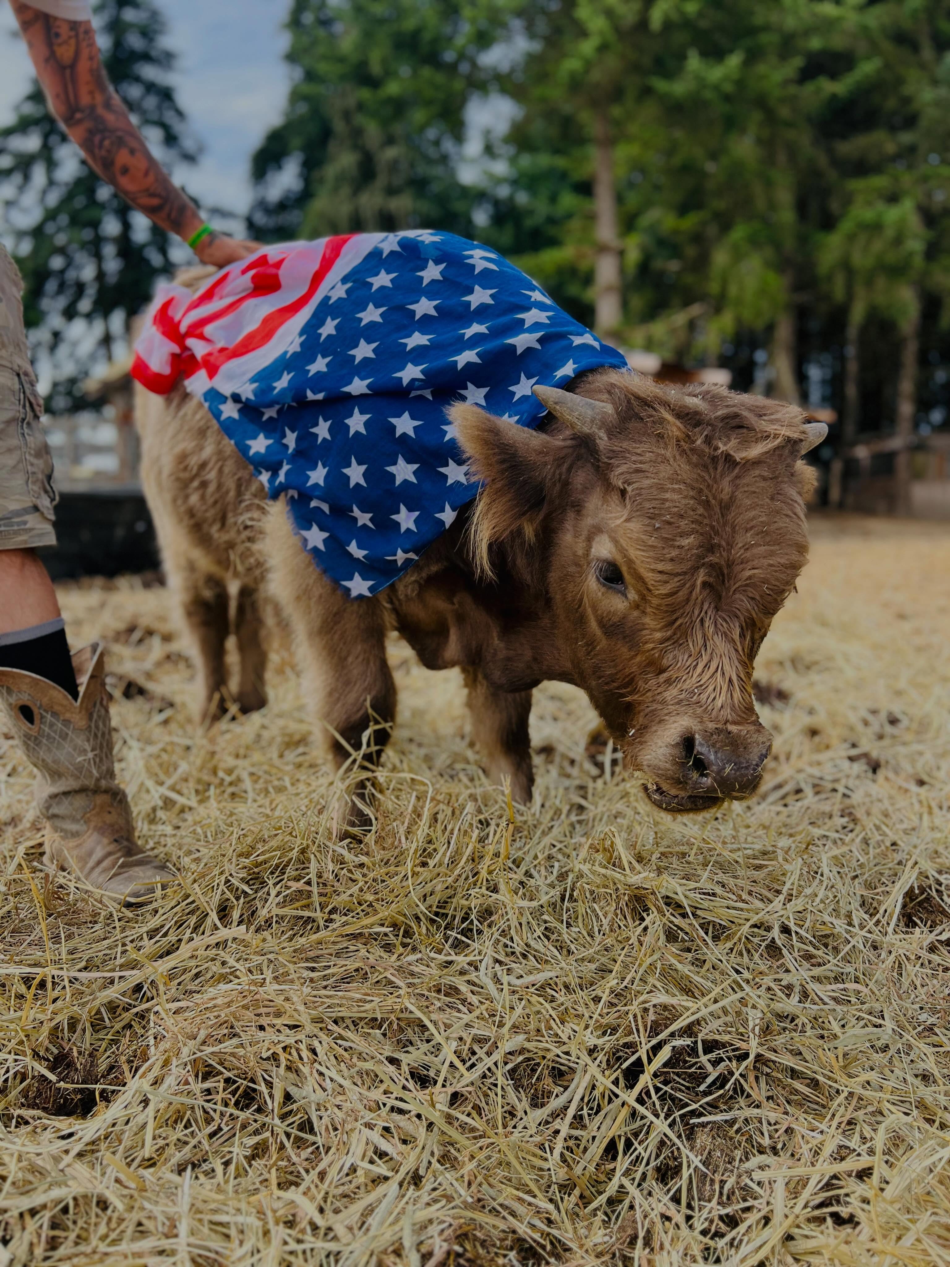 🇺🇸 Today we pause on this peaceful patch of land to remember the brave men and women who made the ultimate sacrifice so that we could wake up to mornings like this — under open skies, surrounded by green pastures and the quiet rhythm of farm life.
Freedom isn’t free. It was bought with courage, duty, and lives given on distant battlefields. Because of them, we get to raise our families here, tend to our animals, and enjoy the simple beauty of a farm at dawn.
To every fallen hero, every Gold Star family, and every veteran who carries the weight of service: thank you. Your sacrifice is not forgotten at On the Edge Farm.
We honor you today and every day.
Lest We Forget.