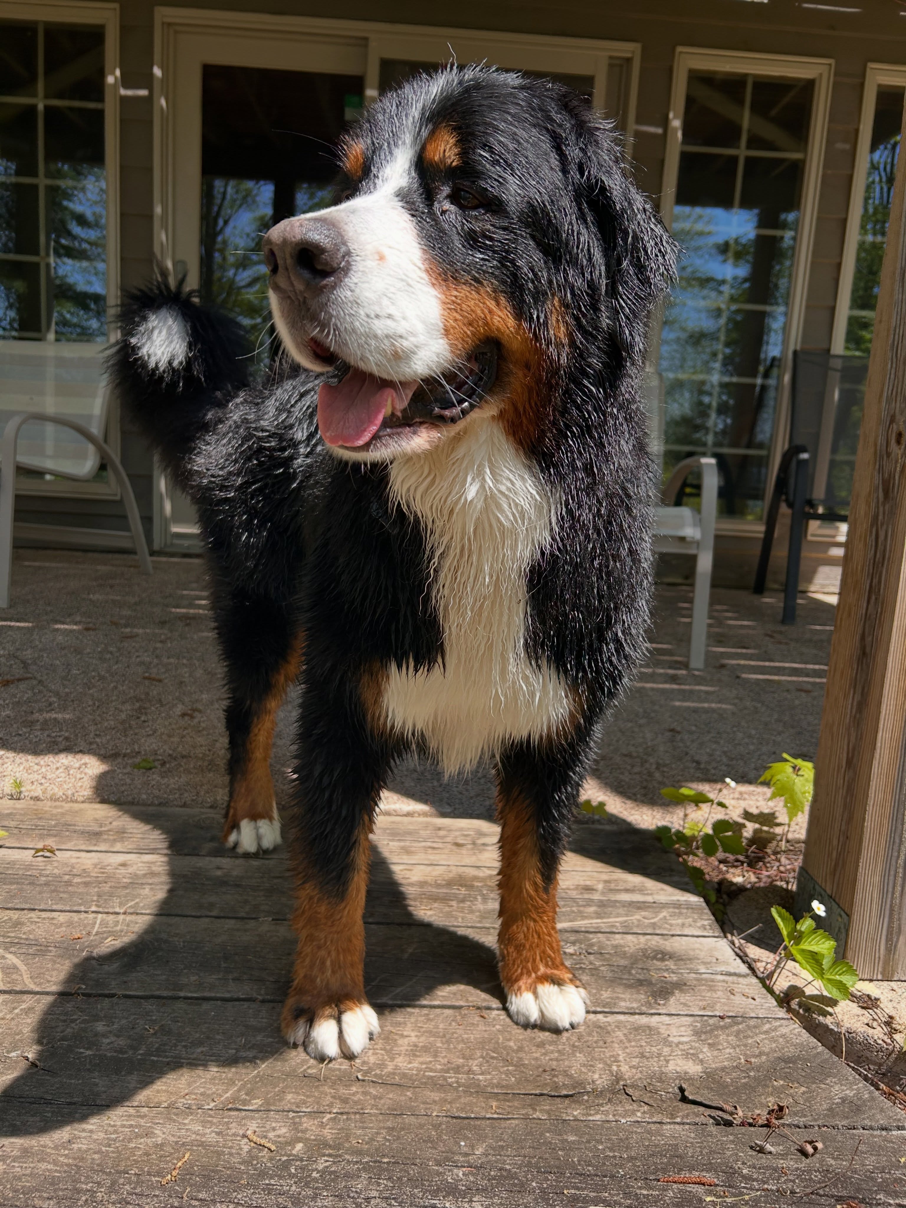 A happy, crinkly boy after his first swim of the summer!
Ernie was ready to follow Bert into the lake, but true to form, Ernie’s a big chicken and didn’t want to jump off the dock. So we ended up with one wet dog instead of two today 🙃
#bertoftheday
